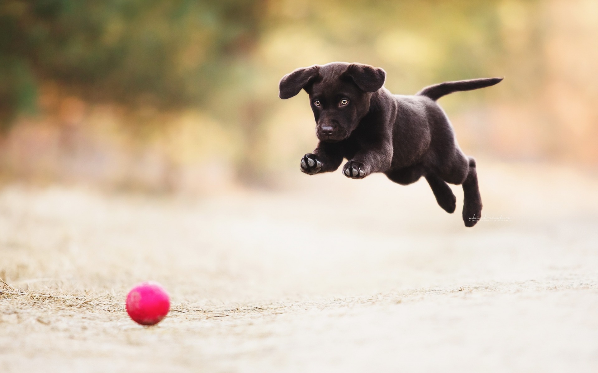 無料モバイル壁紙動物, 犬, 子犬, ボールをダウンロードします。