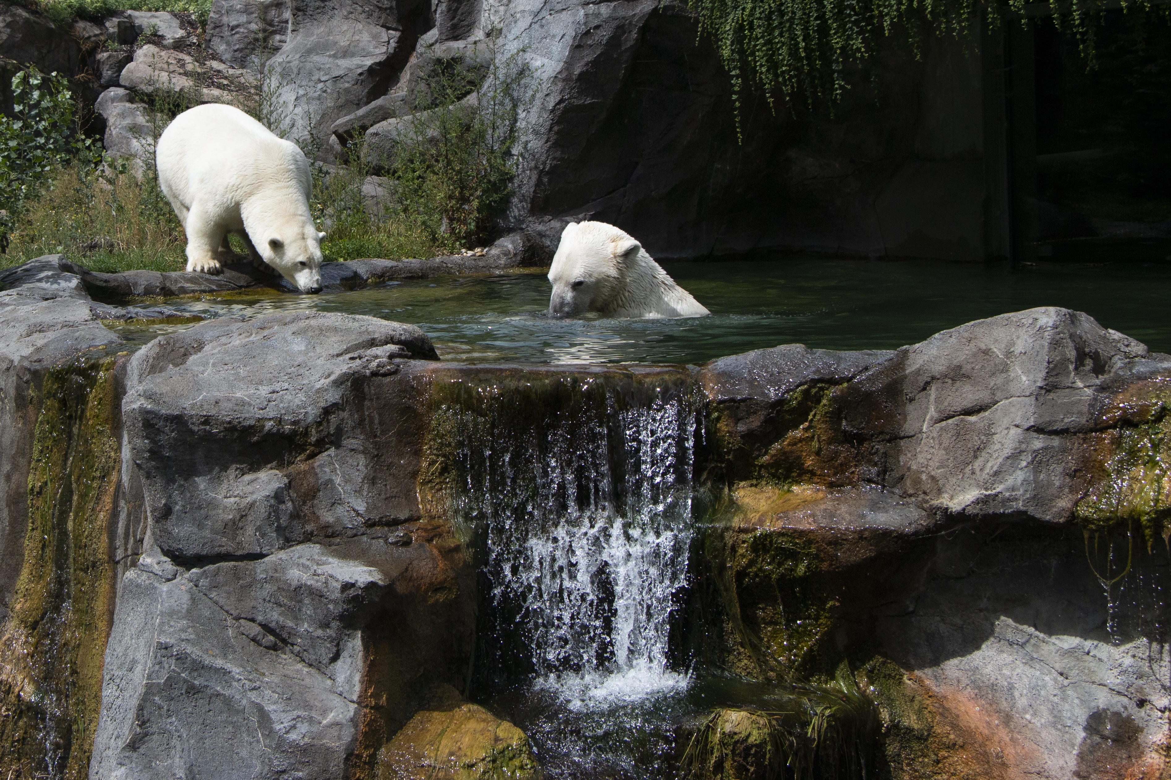 Laden Sie das Bären, Eisbär, Tiere-Bild kostenlos auf Ihren PC-Desktop herunter