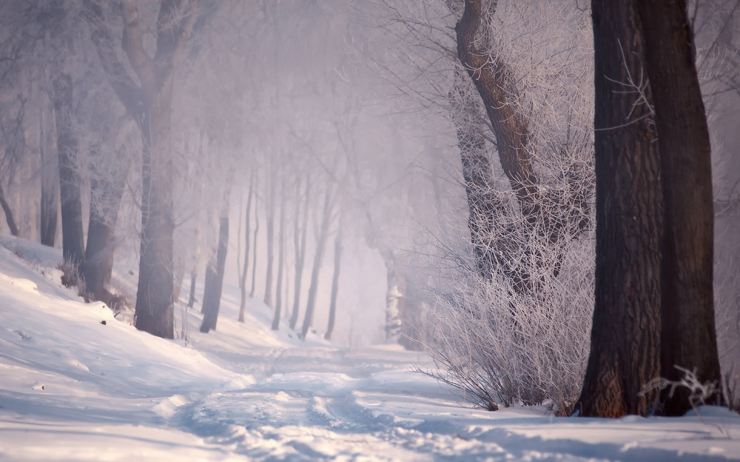 Free download wallpaper Winter, Earth on your PC desktop