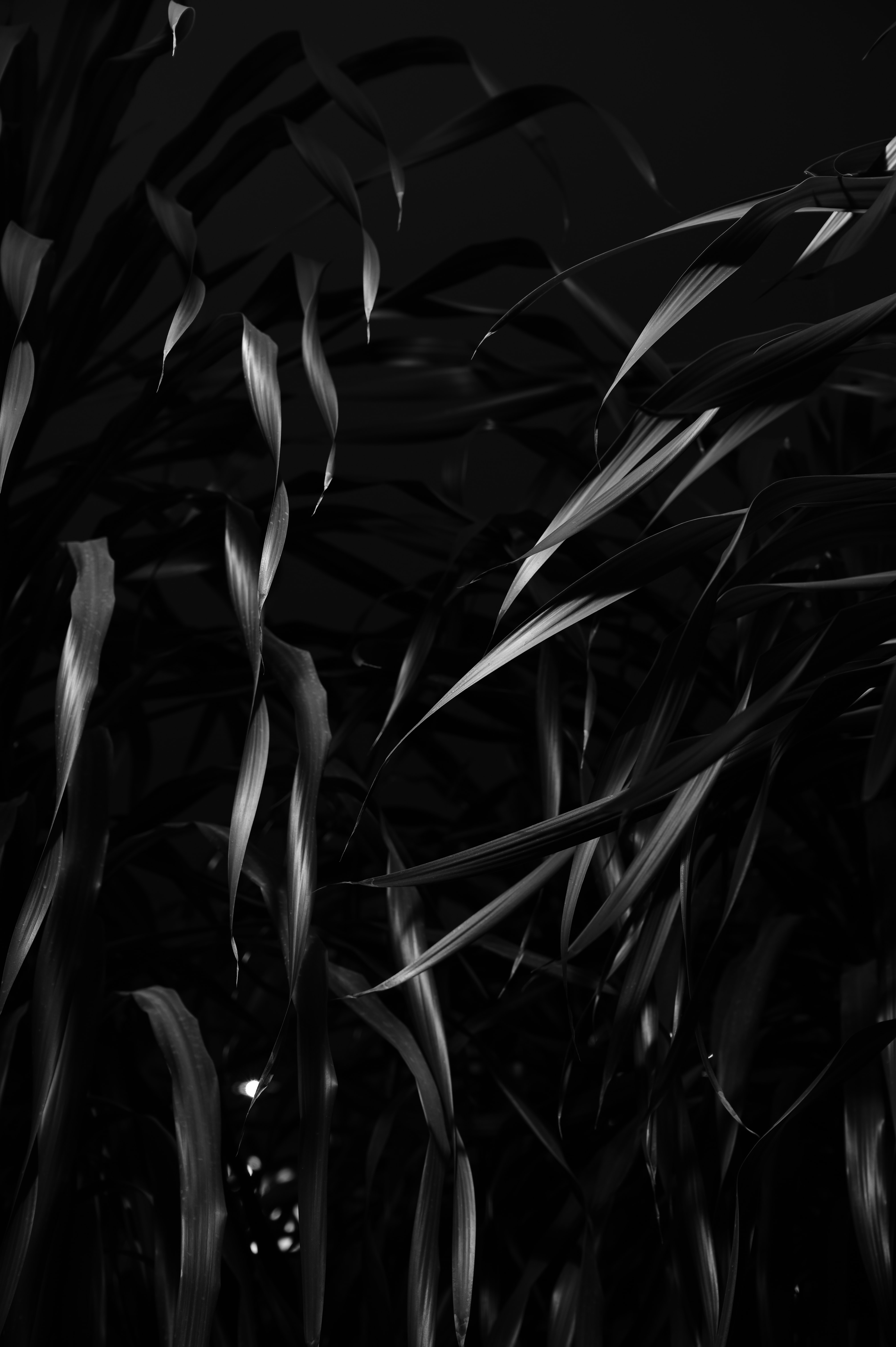 Download mobile wallpaper Bw, Chb, Plant, Leaves for free.