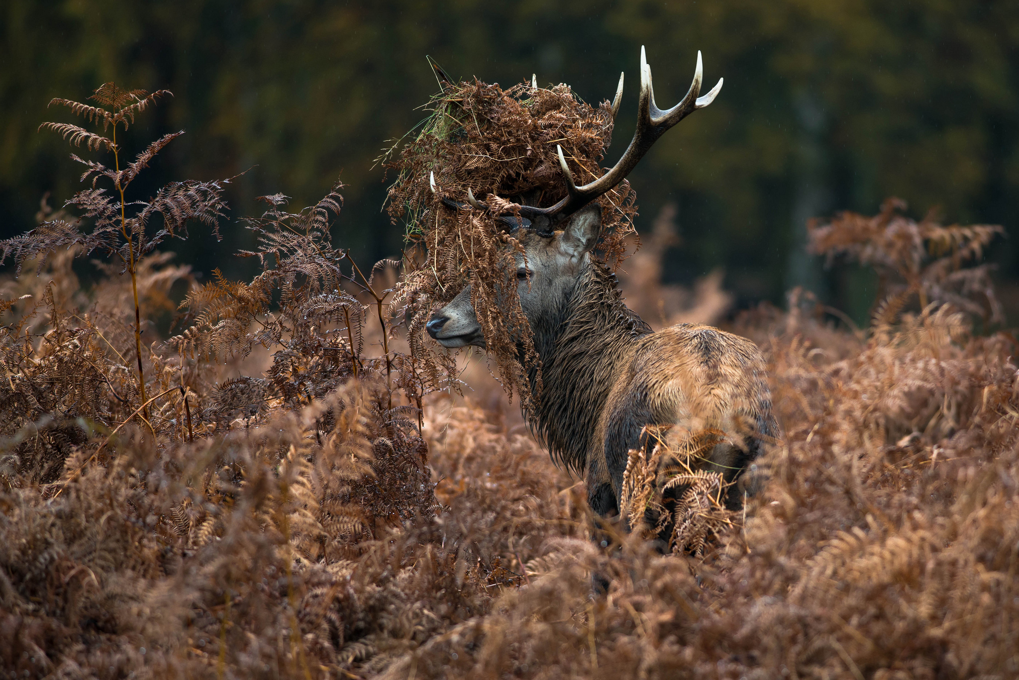 Free download wallpaper Animal, Deer on your PC desktop