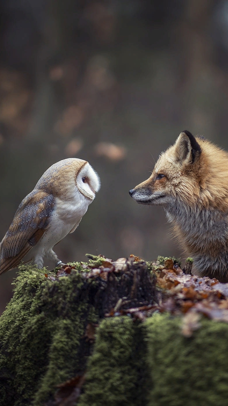 Download mobile wallpaper Birds, Owl, Fox, Animal for free.
