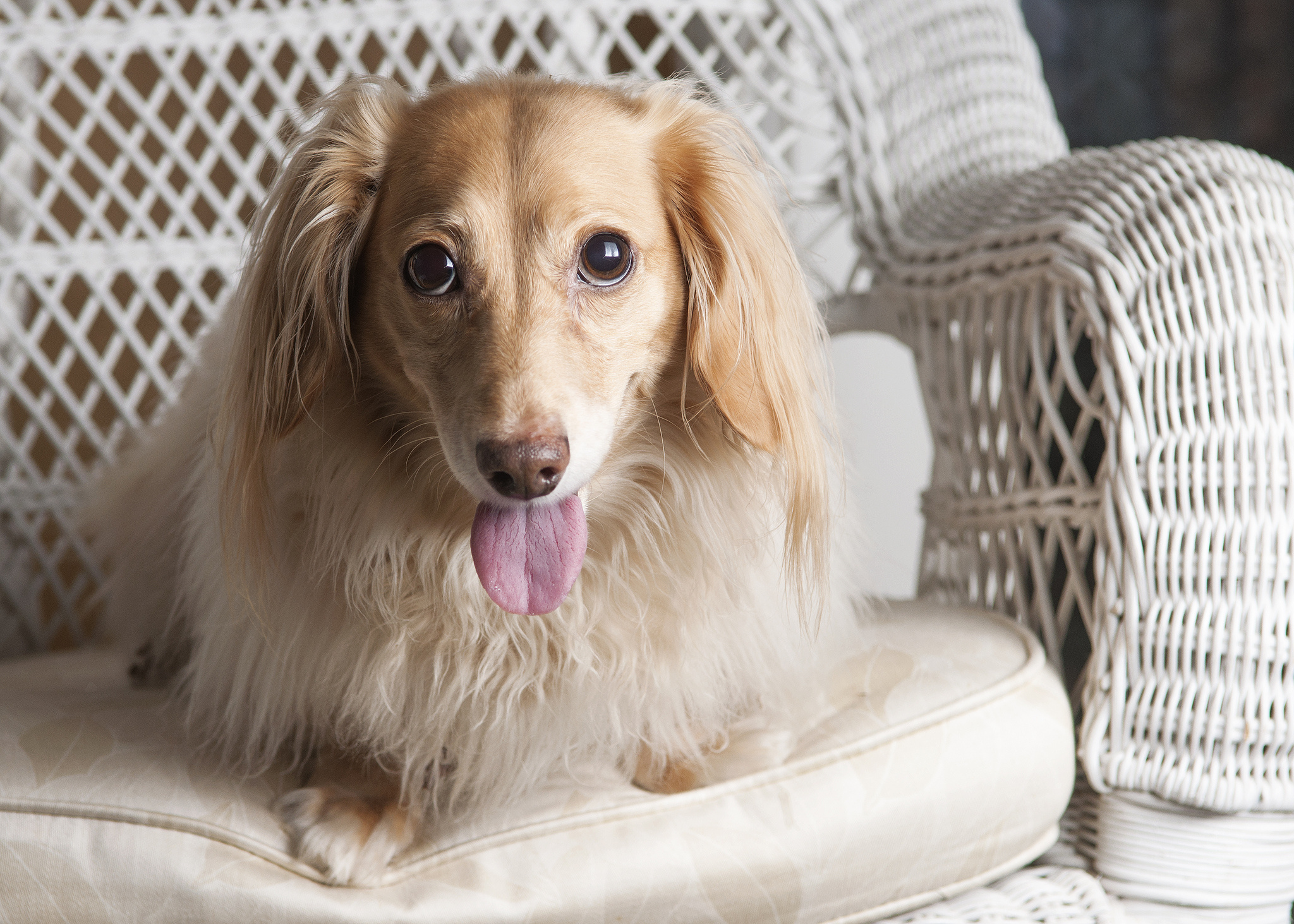 Baixe gratuitamente a imagem Animais, Cães, Cão na área de trabalho do seu PC