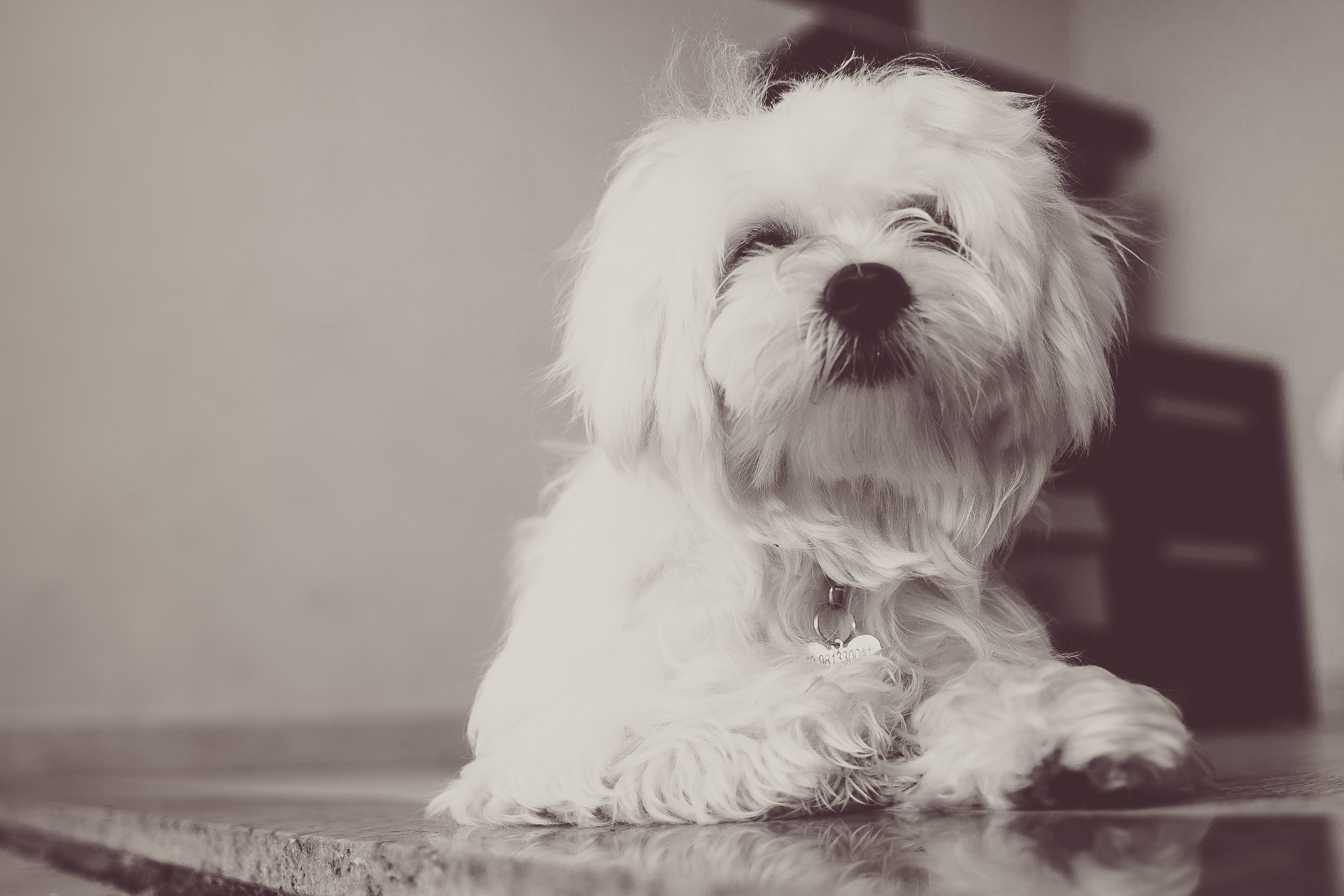 Free download wallpaper Fluffy, Dog, Animals, Terrier on your PC desktop