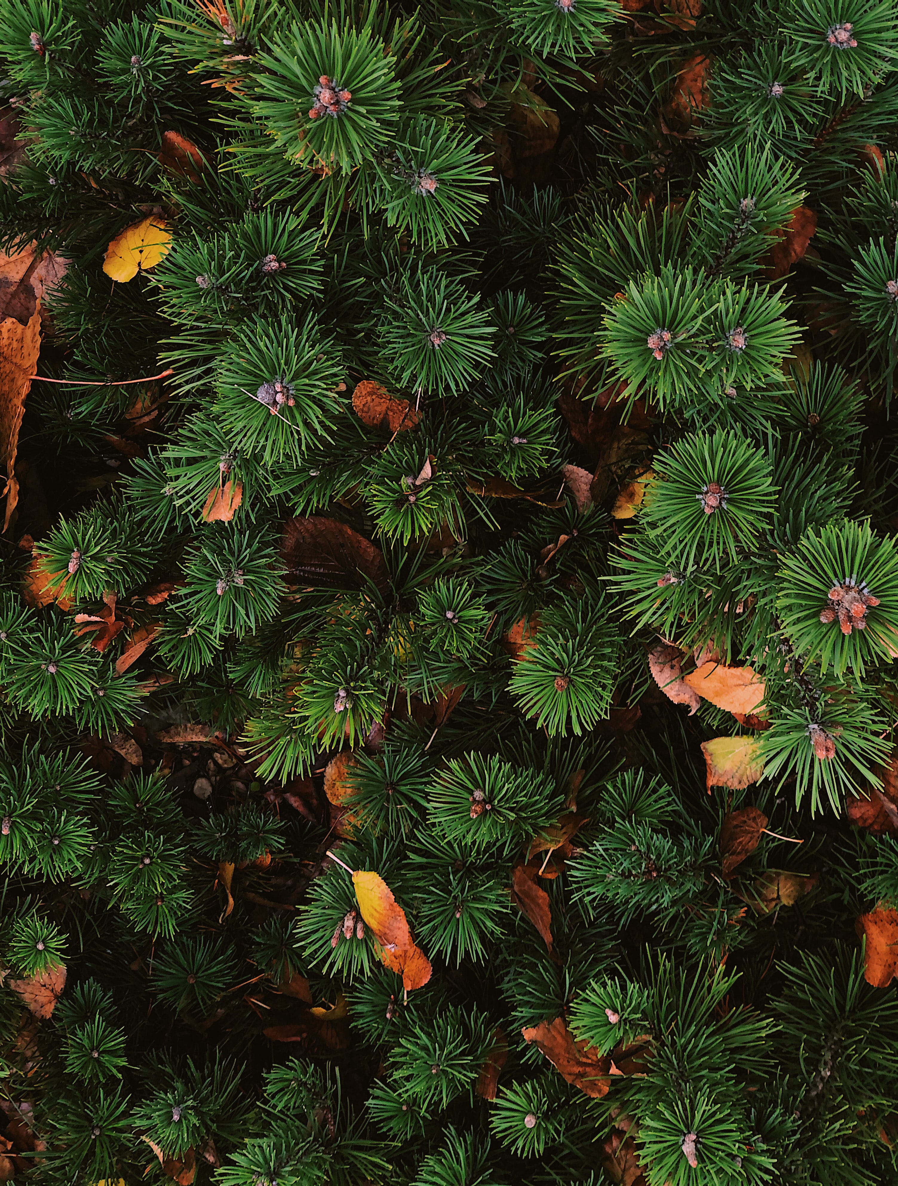 view from above, nature, needle, plant, spruce, fir