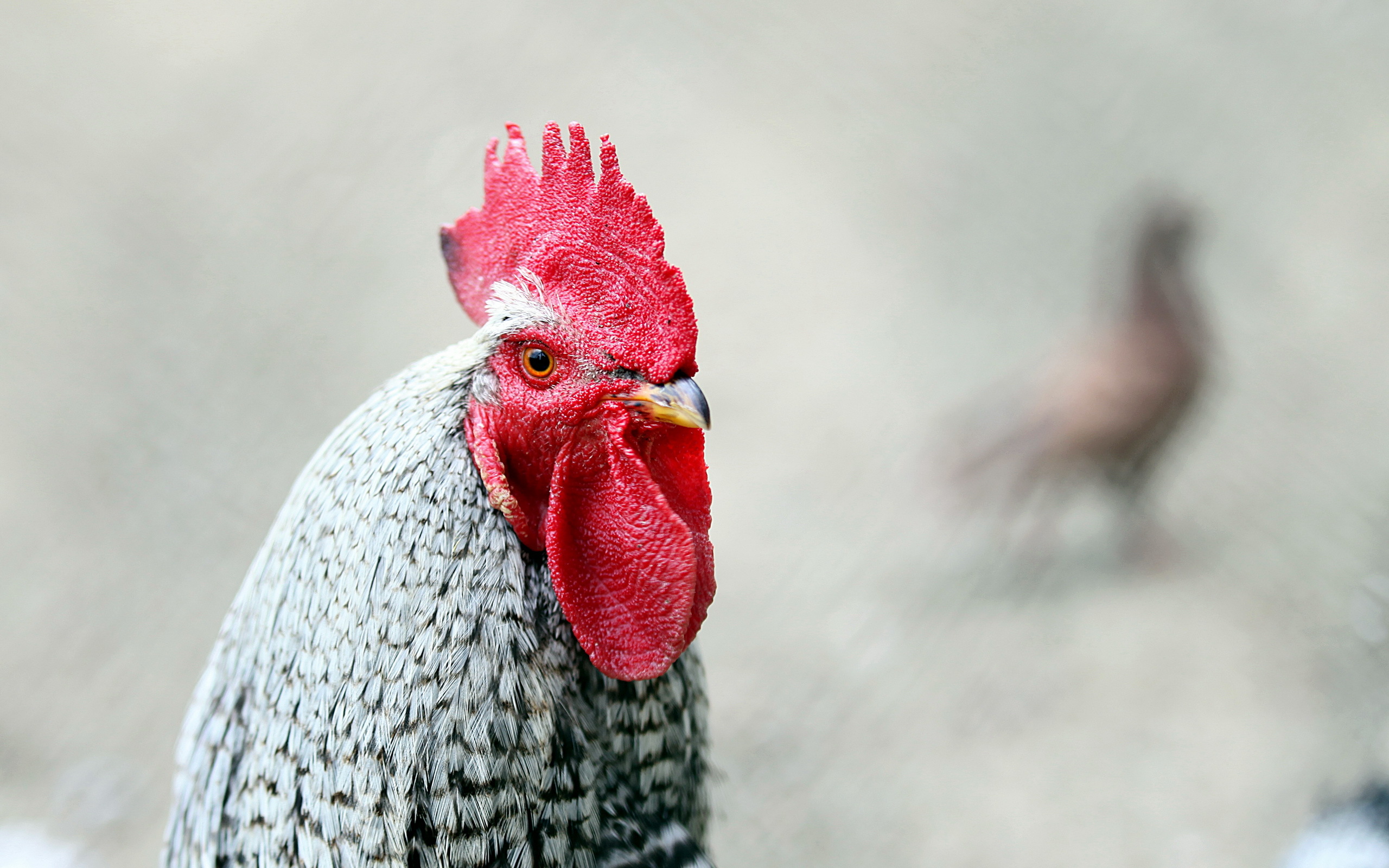 Laden Sie das Tiere, Vögel, Huhn-Bild kostenlos auf Ihren PC-Desktop herunter