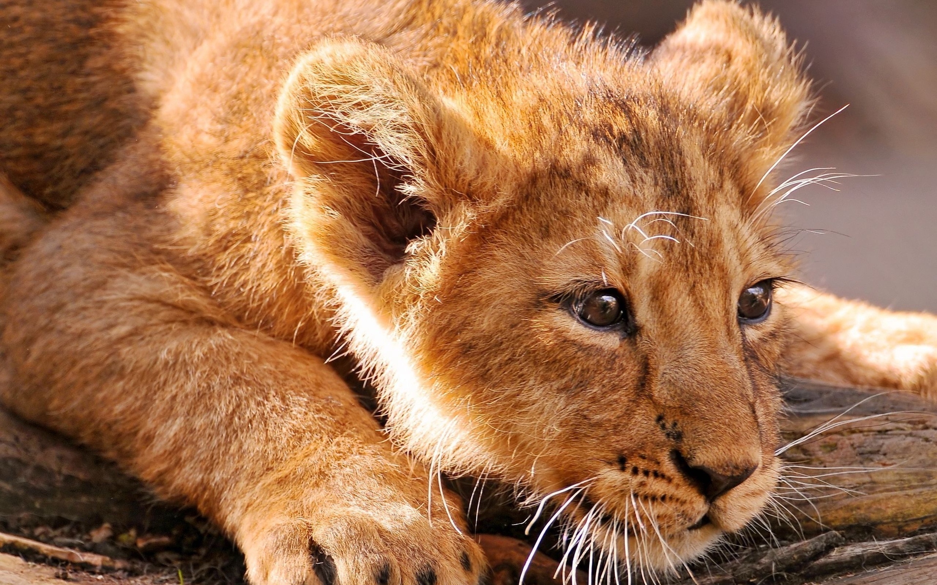 Download mobile wallpaper Cub, Lion, Cats, Animal, Cute for free.