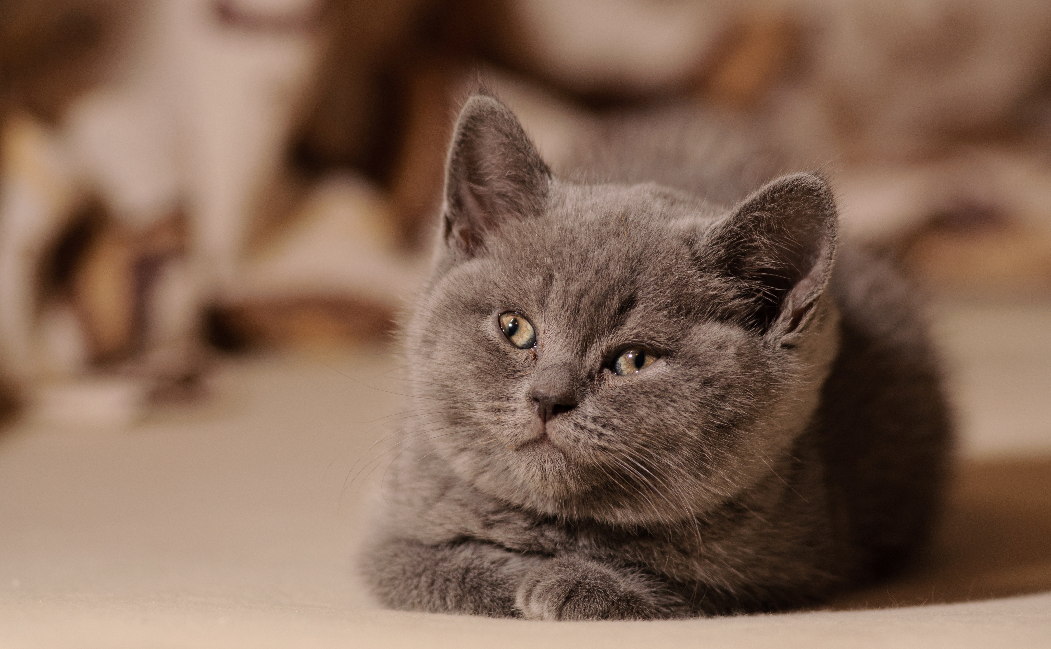 Baixar papel de parede para celular de Animais, Gatos, Gato gratuito.