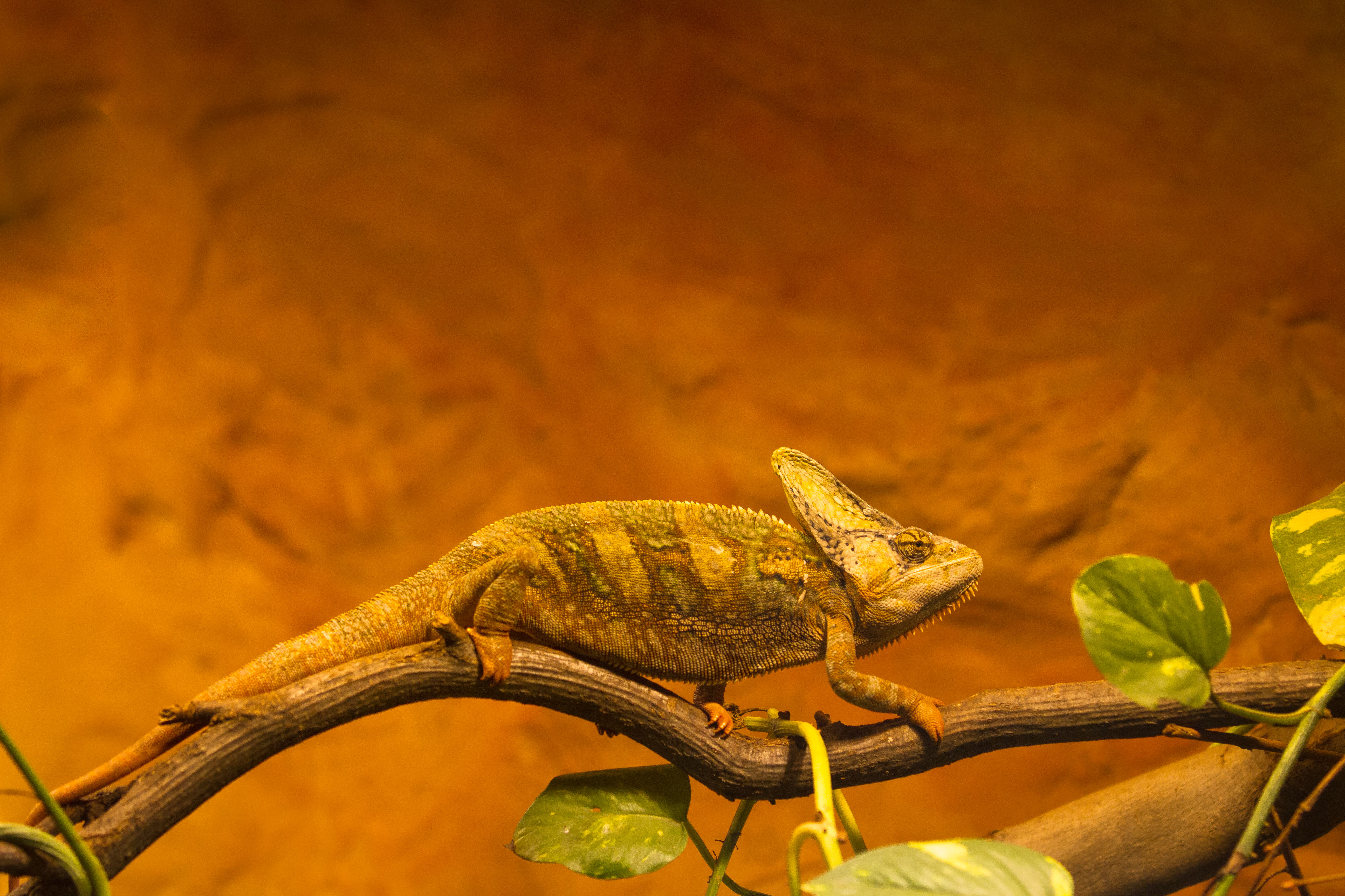 Descarga gratuita de fondo de pantalla para móvil de Animales, Rama, Reptil, Camaleón, Reptiles.