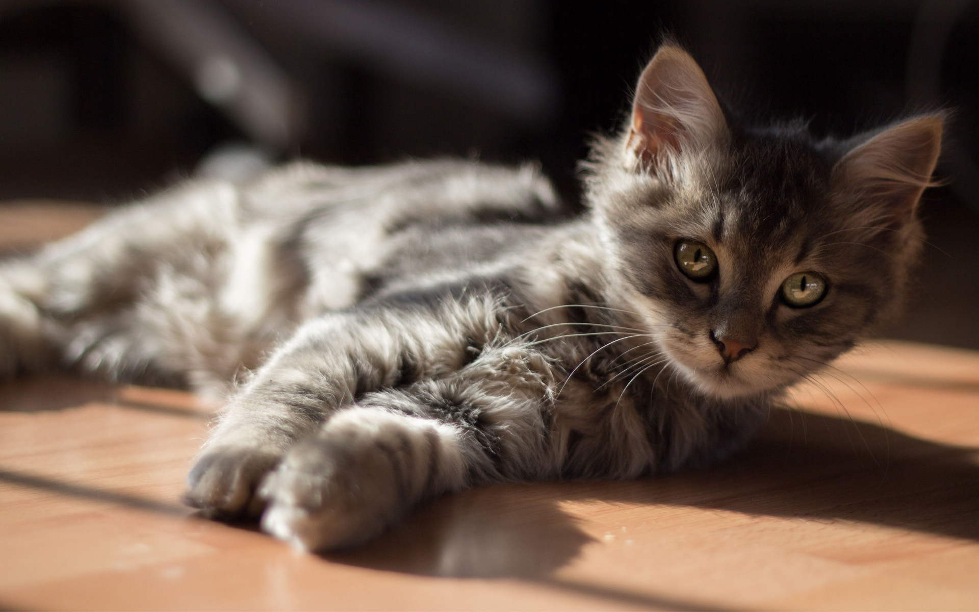 Baixe gratuitamente a imagem Gato, Gatos, Animais na área de trabalho do seu PC