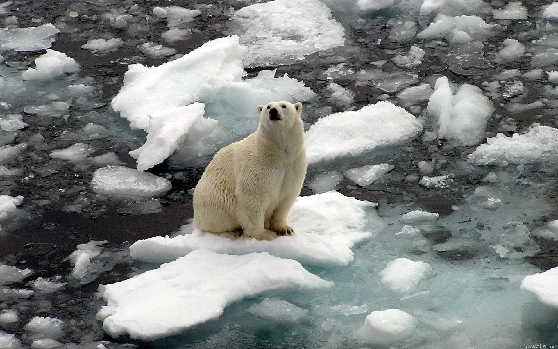Baixar papel de parede para celular de Ursos, Urso Polar, Animais gratuito.