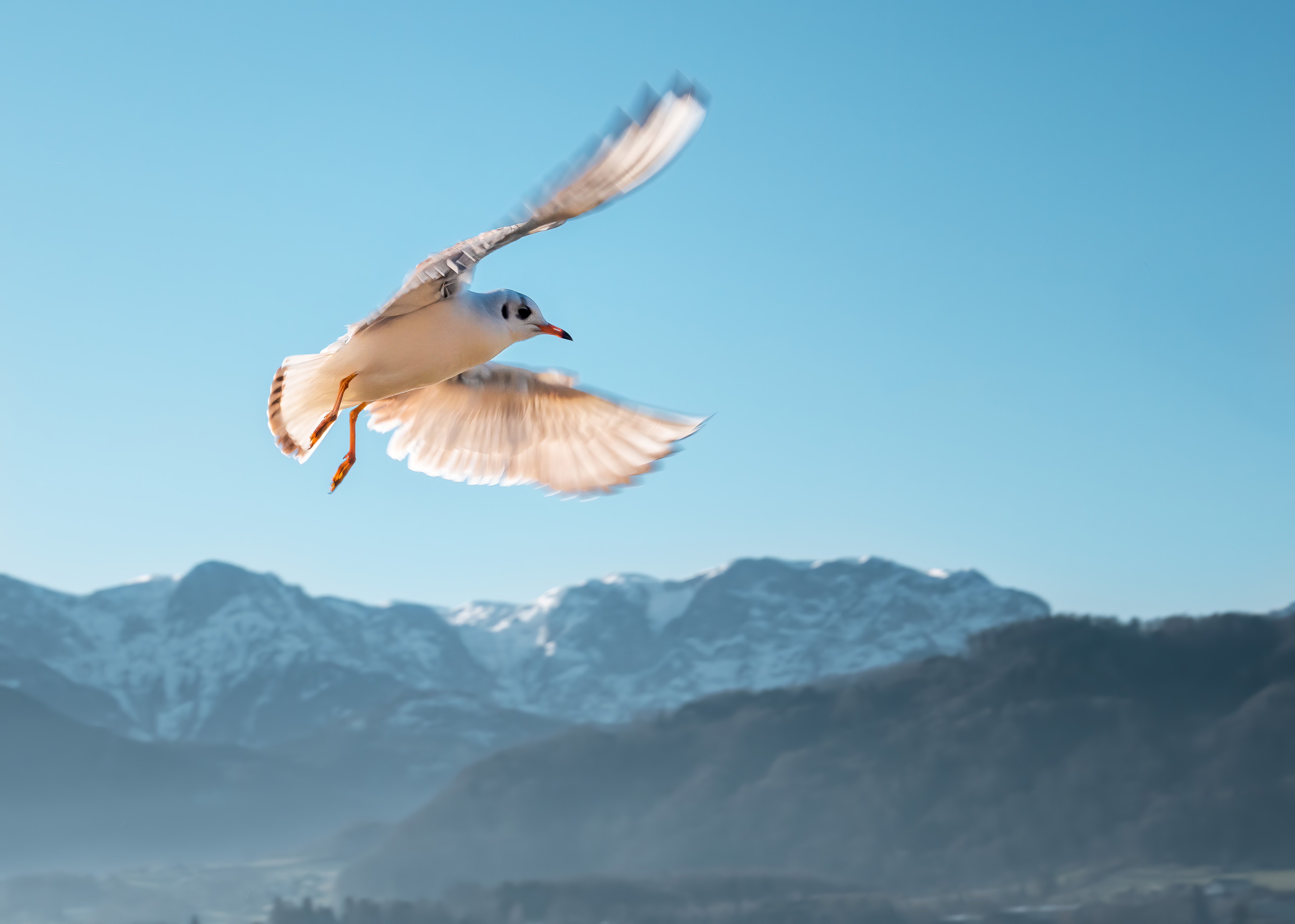 animals, sky, mountains, bird, flight, gull, seagull cell phone wallpapers