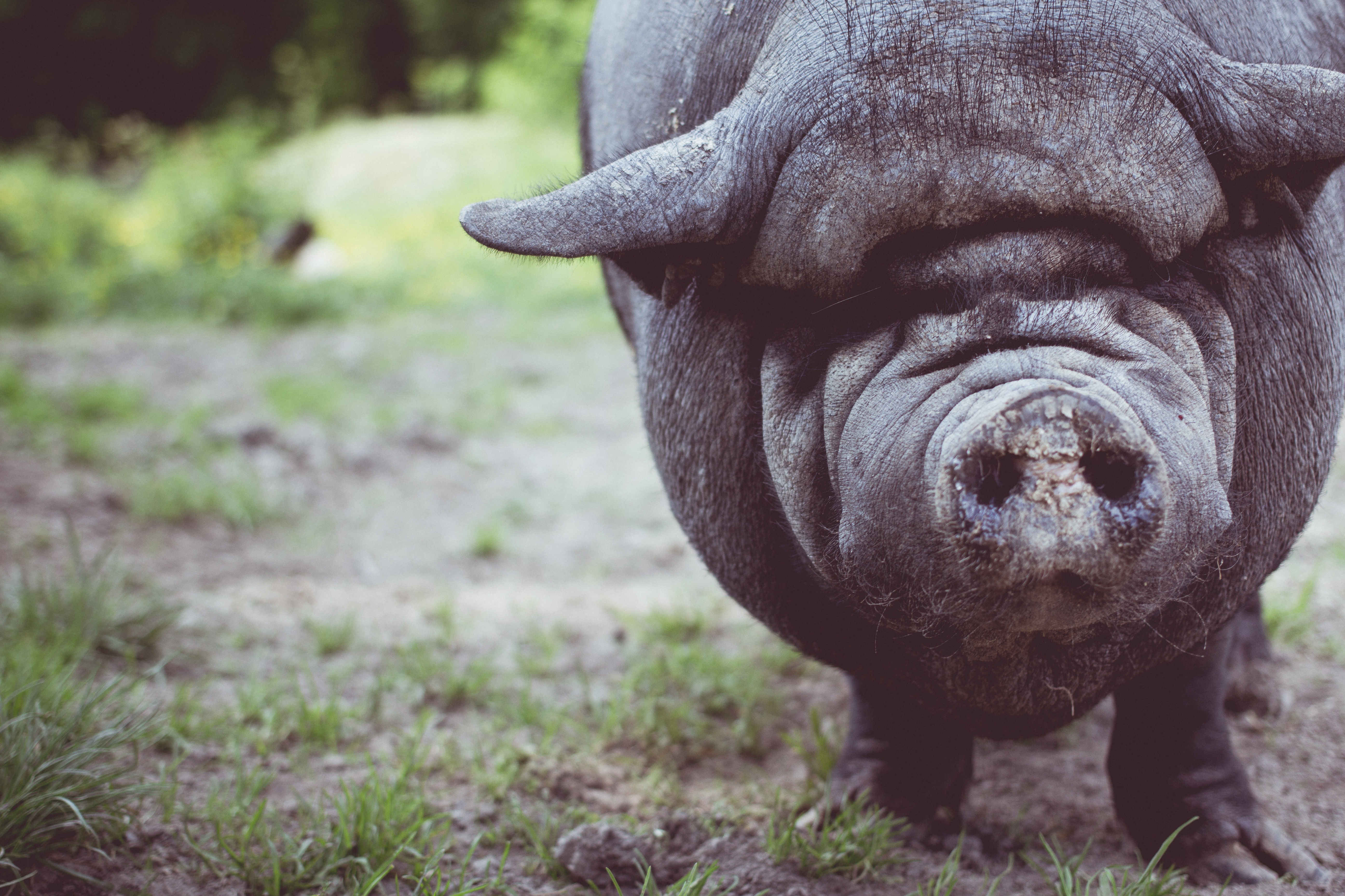 72418 скачать обои свинья, животные, морда, нос, жирный - заставки и картинки бесплатно