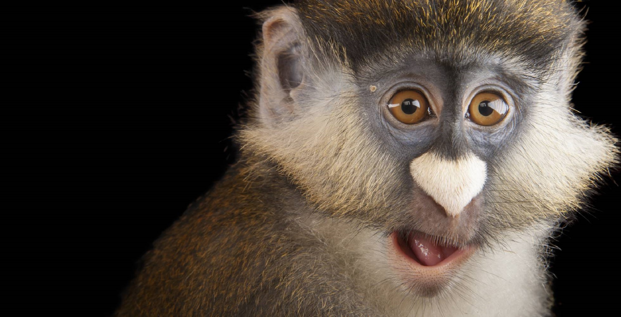 Téléchargez des papiers peints mobile Animaux, Singes, Singe gratuitement.