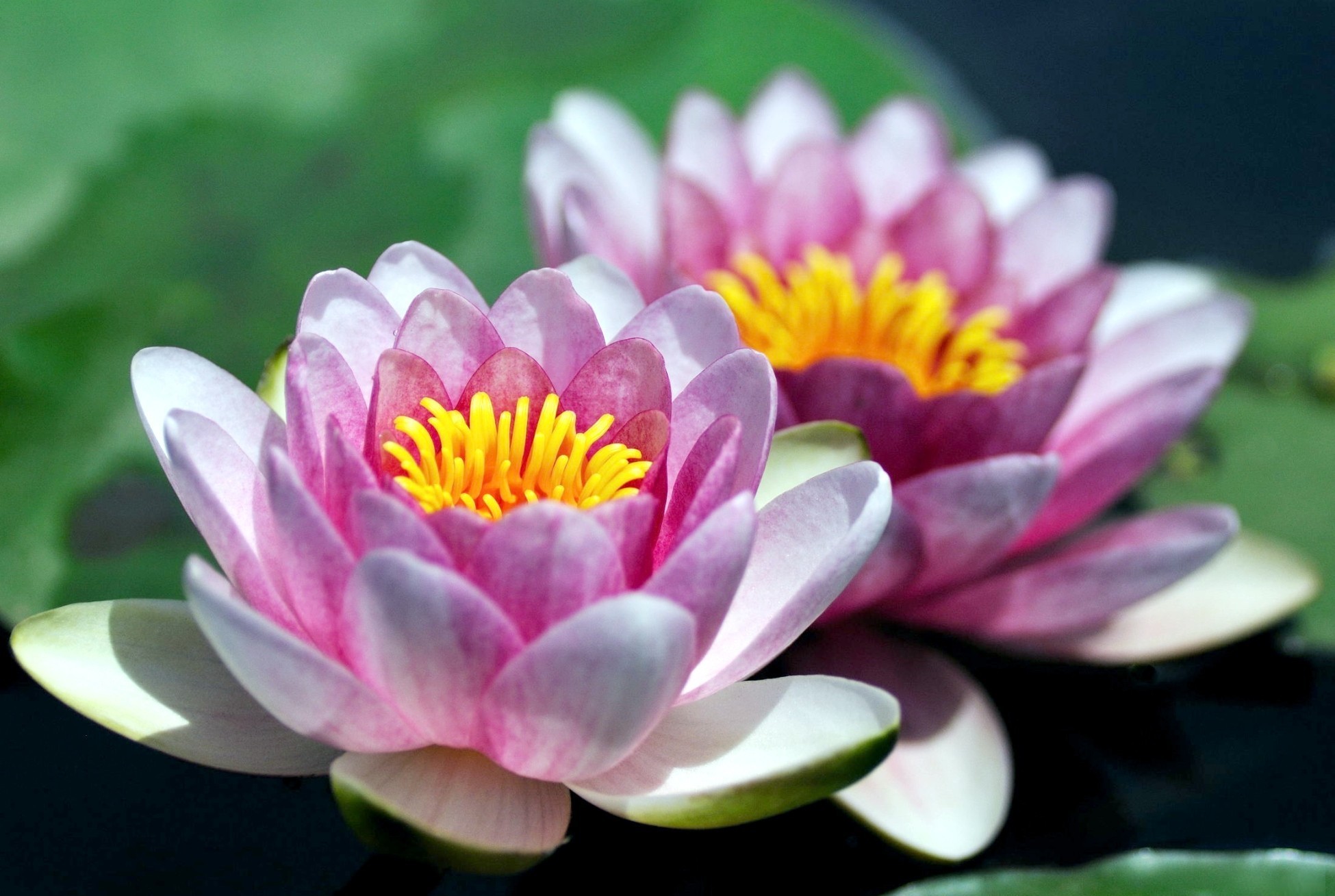 Téléchargez gratuitement l'image Fleurs, Fleur, Nénuphar, Terre/nature sur le bureau de votre PC