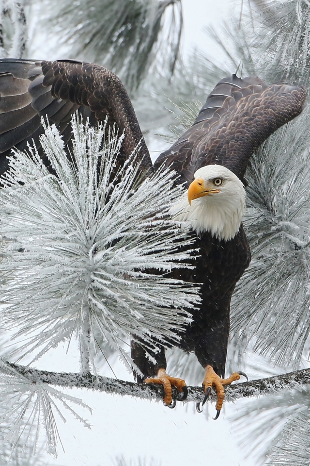 Download mobile wallpaper Winter, Birds, Bird, Branch, Animal, Eagle, Frozen, Bald Eagle for free.