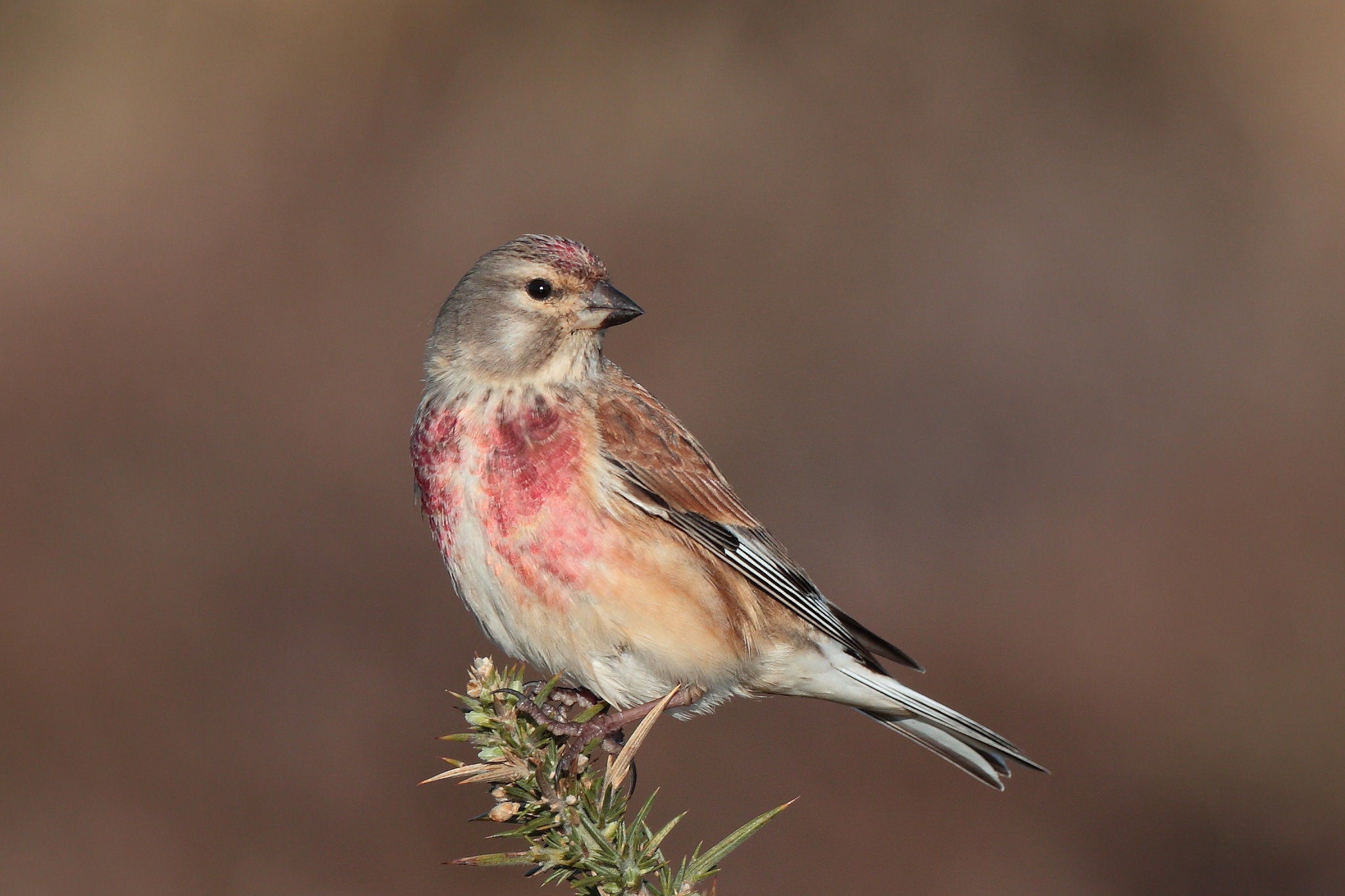 Free download wallpaper Birds, Bird, Animal on your PC desktop