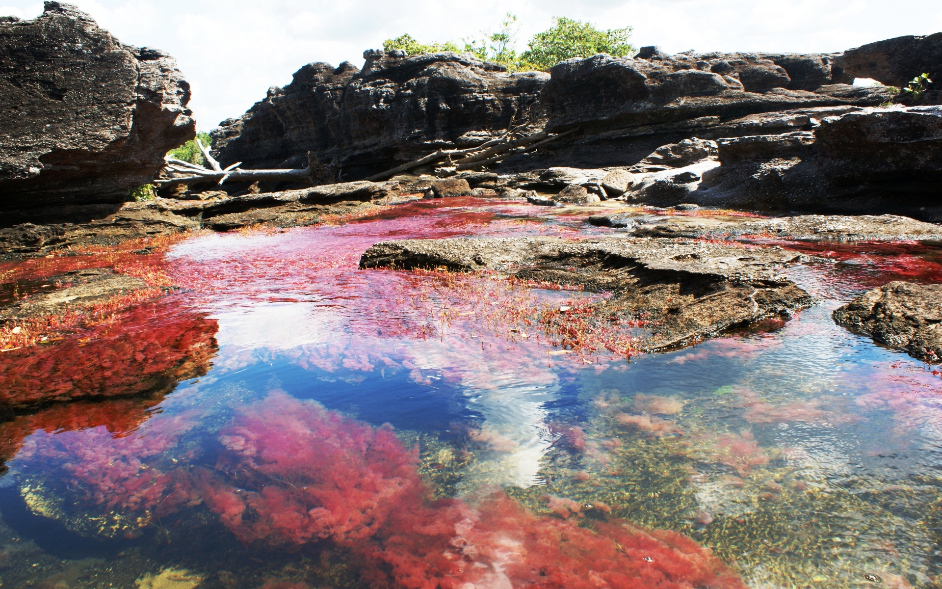 earth, caño cristales