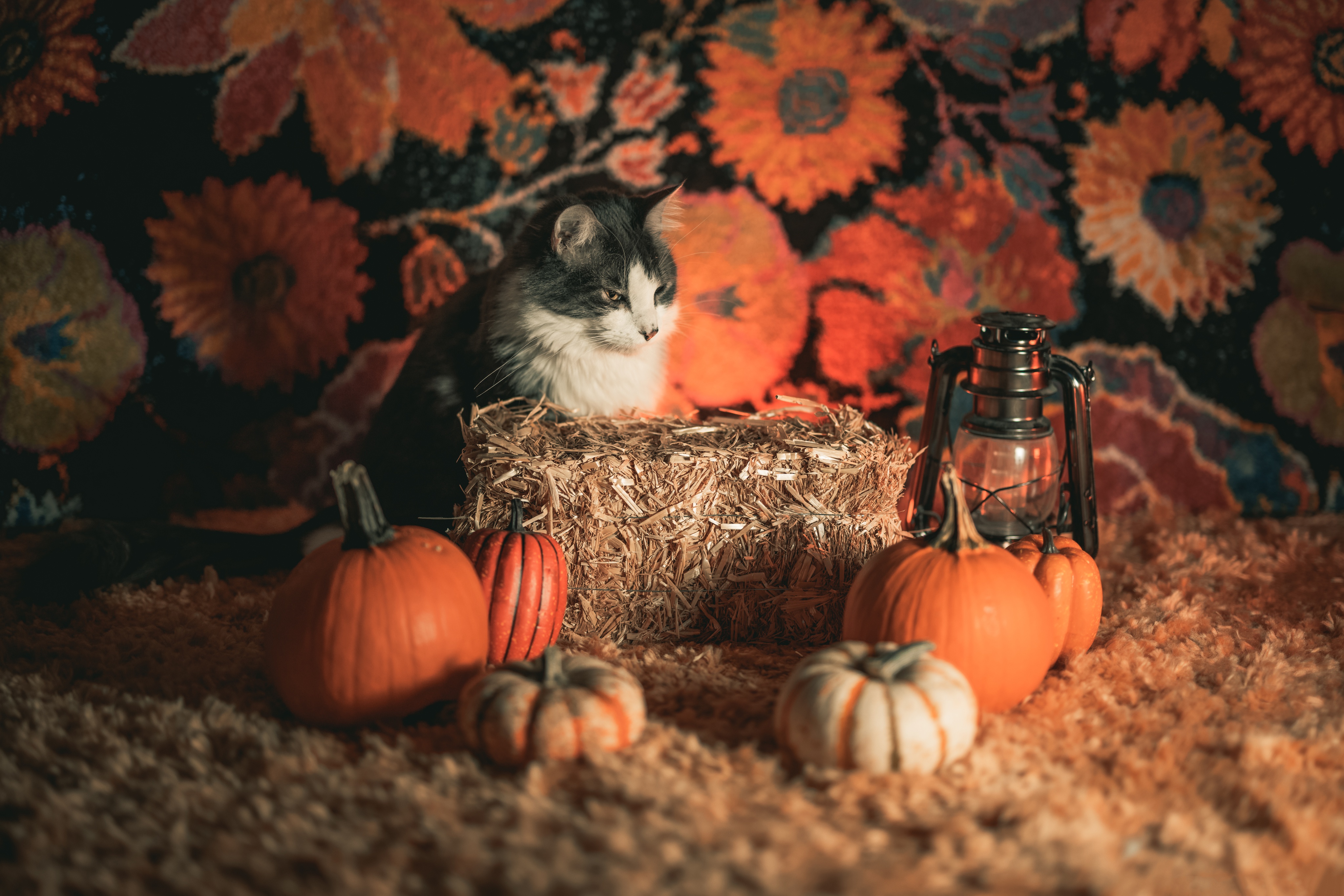 Free download wallpaper Cats, Pumpkin, Cat, Animal on your PC desktop
