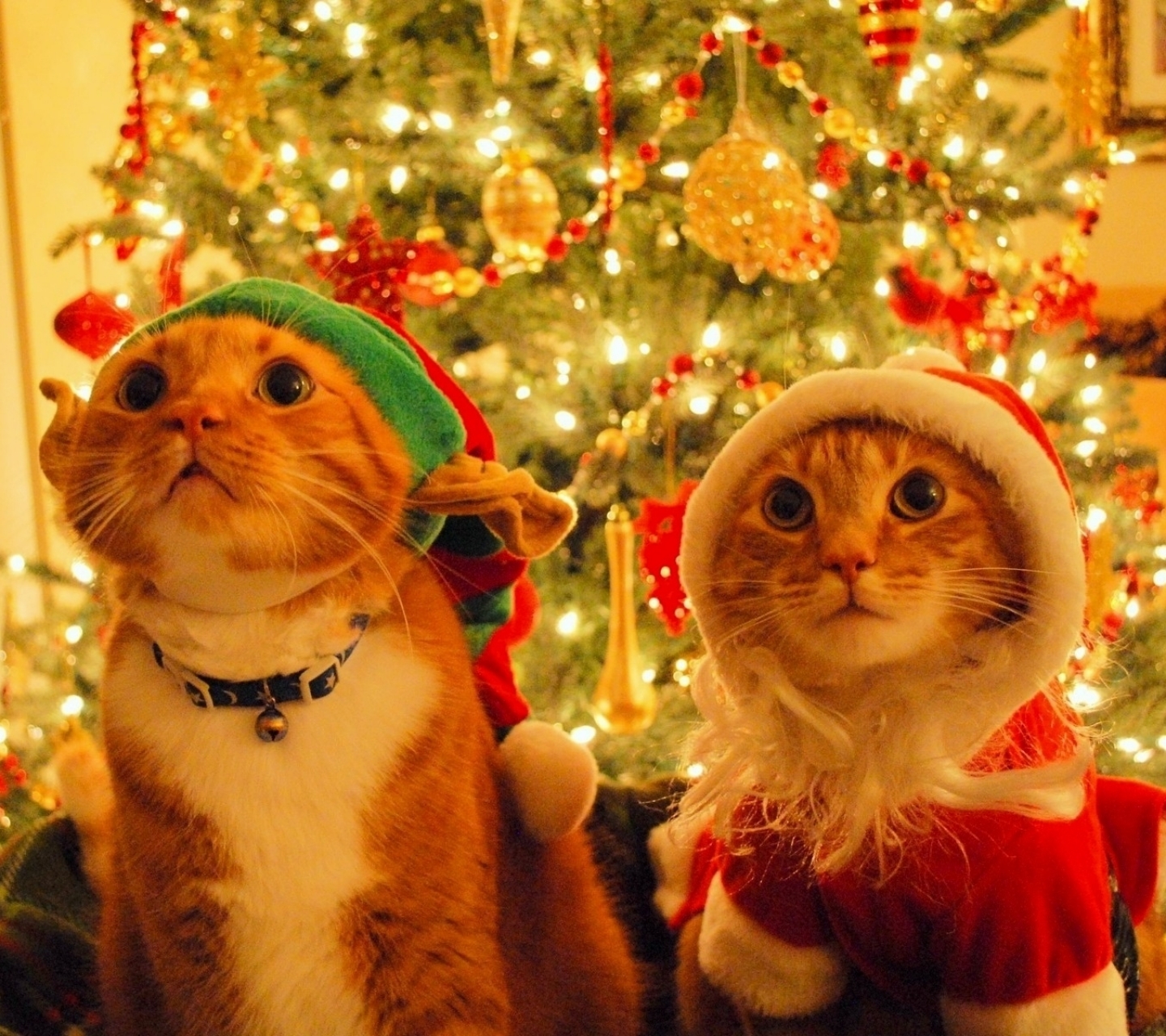 Descarga gratuita de fondo de pantalla para móvil de Navidad, Gato, Día Festivo, Árbol De Navidad, Humor, Adornos De Navidad, Sombrero De Santa.