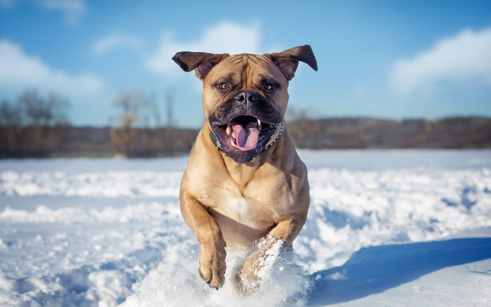135321 descargar imagen animales, nieve, perro, rebotar, saltar: fondos de pantalla y protectores de pantalla gratis