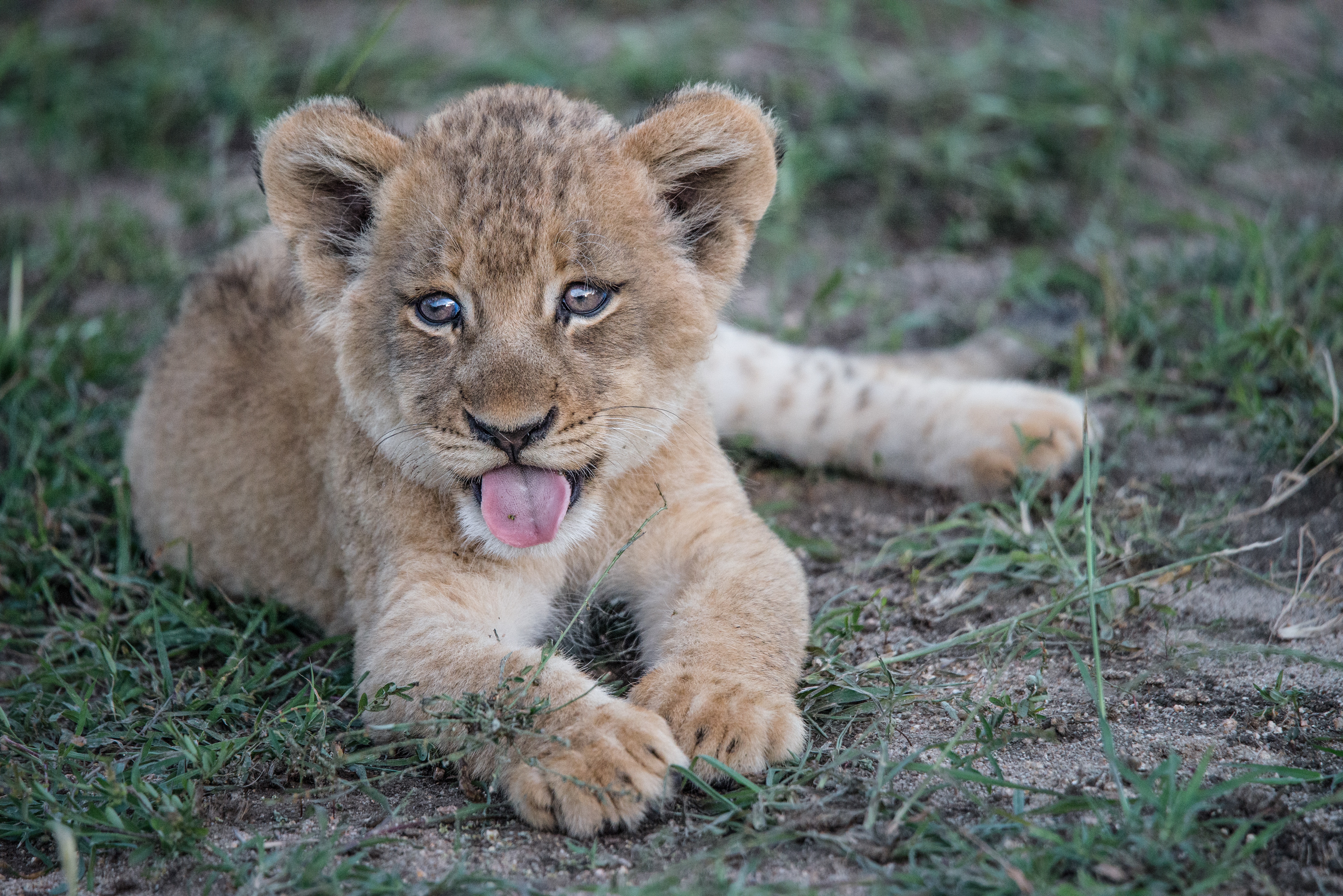 lion, lion cub, animals, muzzle, protruding tongue, tongue stuck out