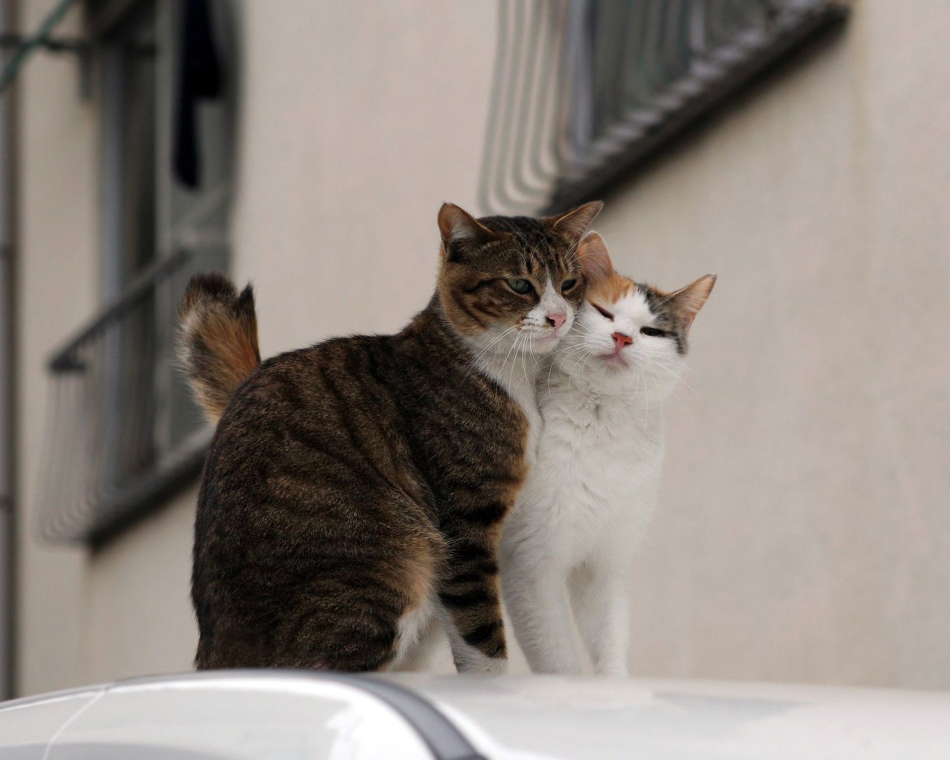 cats, couple, animals, pair, care, tenderness for Windows