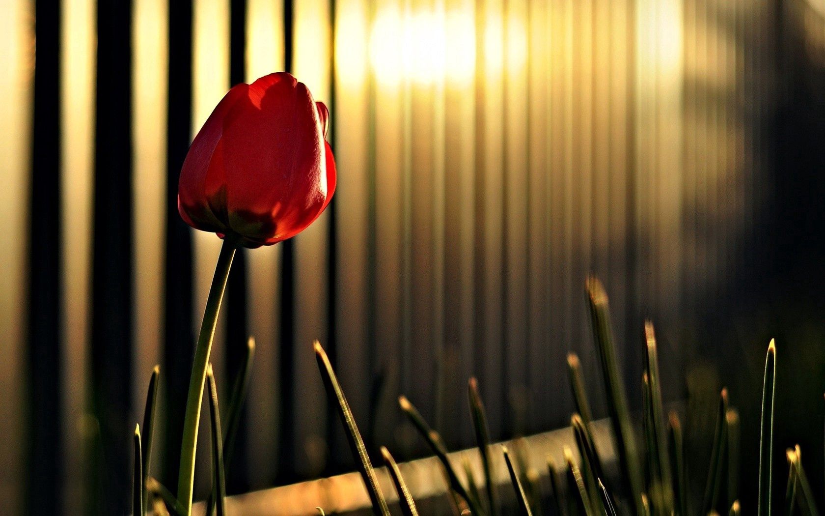128613 descargar fondo de pantalla flores, flor, brillar, luz, esgrima, recinto, tulipán: protectores de pantalla e imágenes gratis