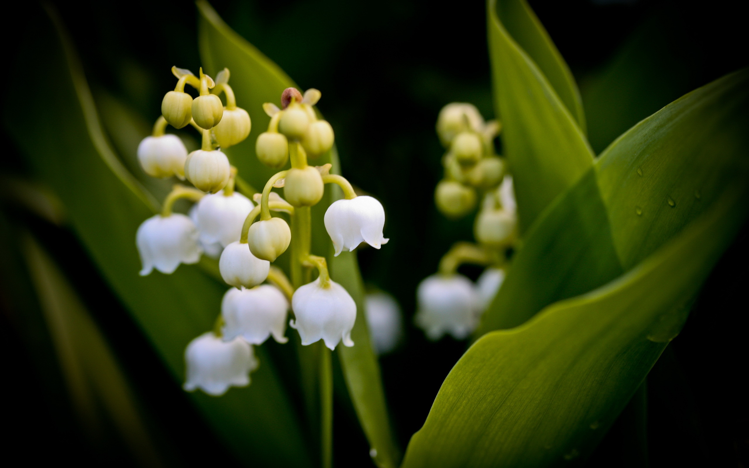 Téléchargez gratuitement l'image Fleurs, Fleur, Terre/nature sur le bureau de votre PC