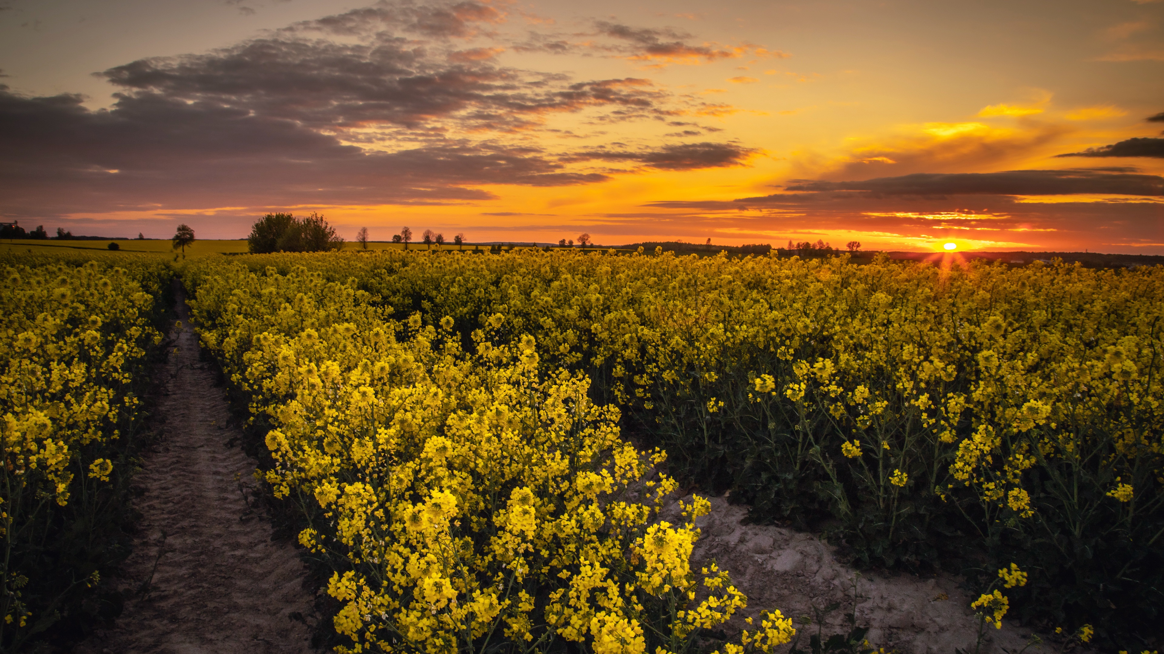 Free download wallpaper Sunset, Earth, Field, Rapeseed on your PC desktop