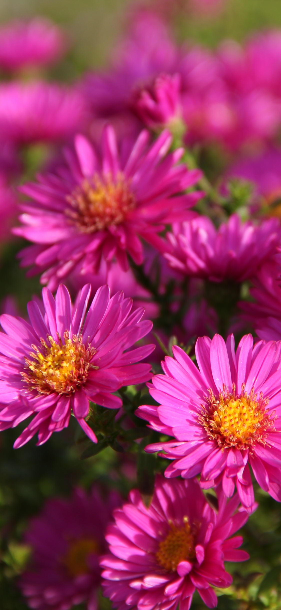 Handy-Wallpaper Natur, Blumen, Blume, Erde/natur, Pinke Blume kostenlos herunterladen.