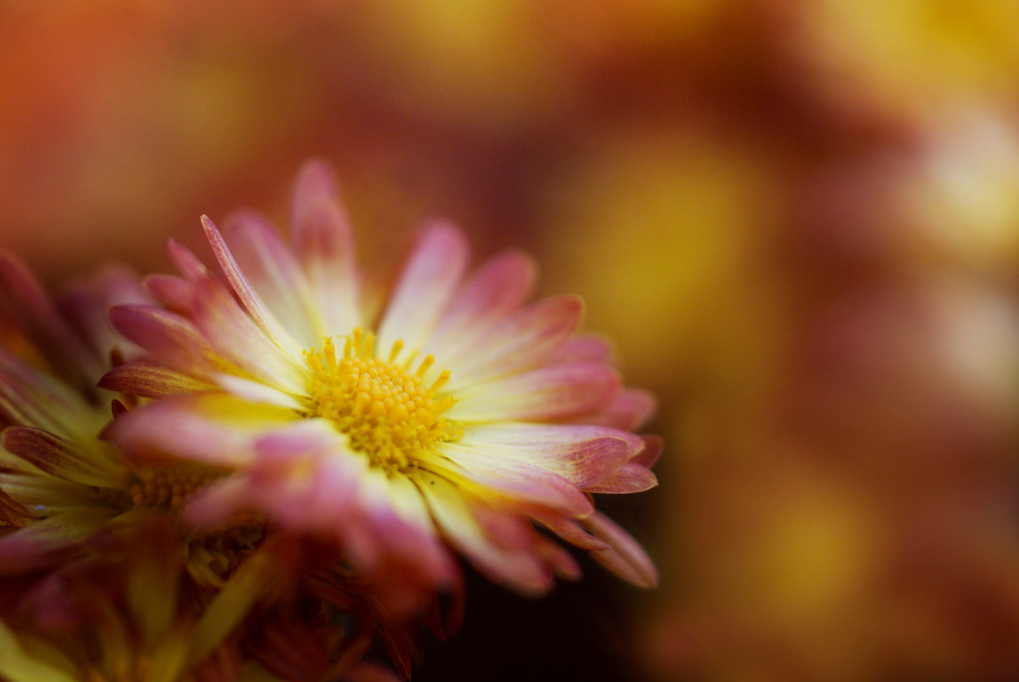 Free download wallpaper Flowers, Chrysanthemum, Flower, Earth, Bokeh on your PC desktop