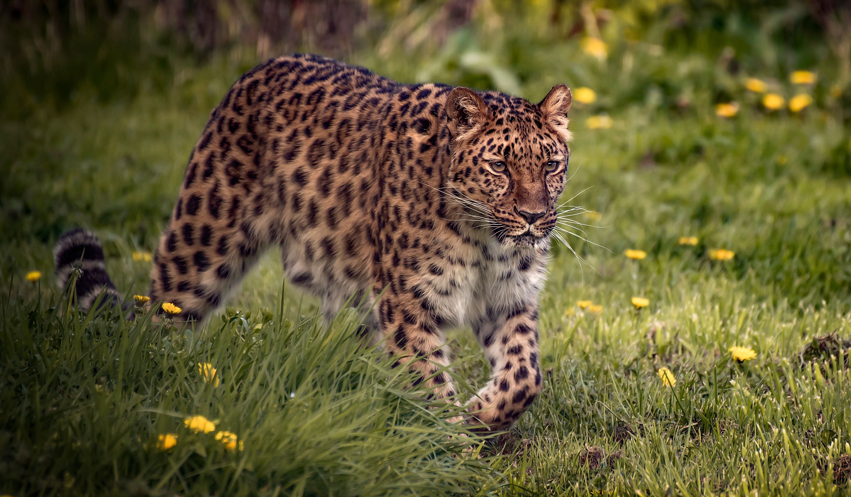 Laden Sie das Tiere, Katzen, Leopard-Bild kostenlos auf Ihren PC-Desktop herunter