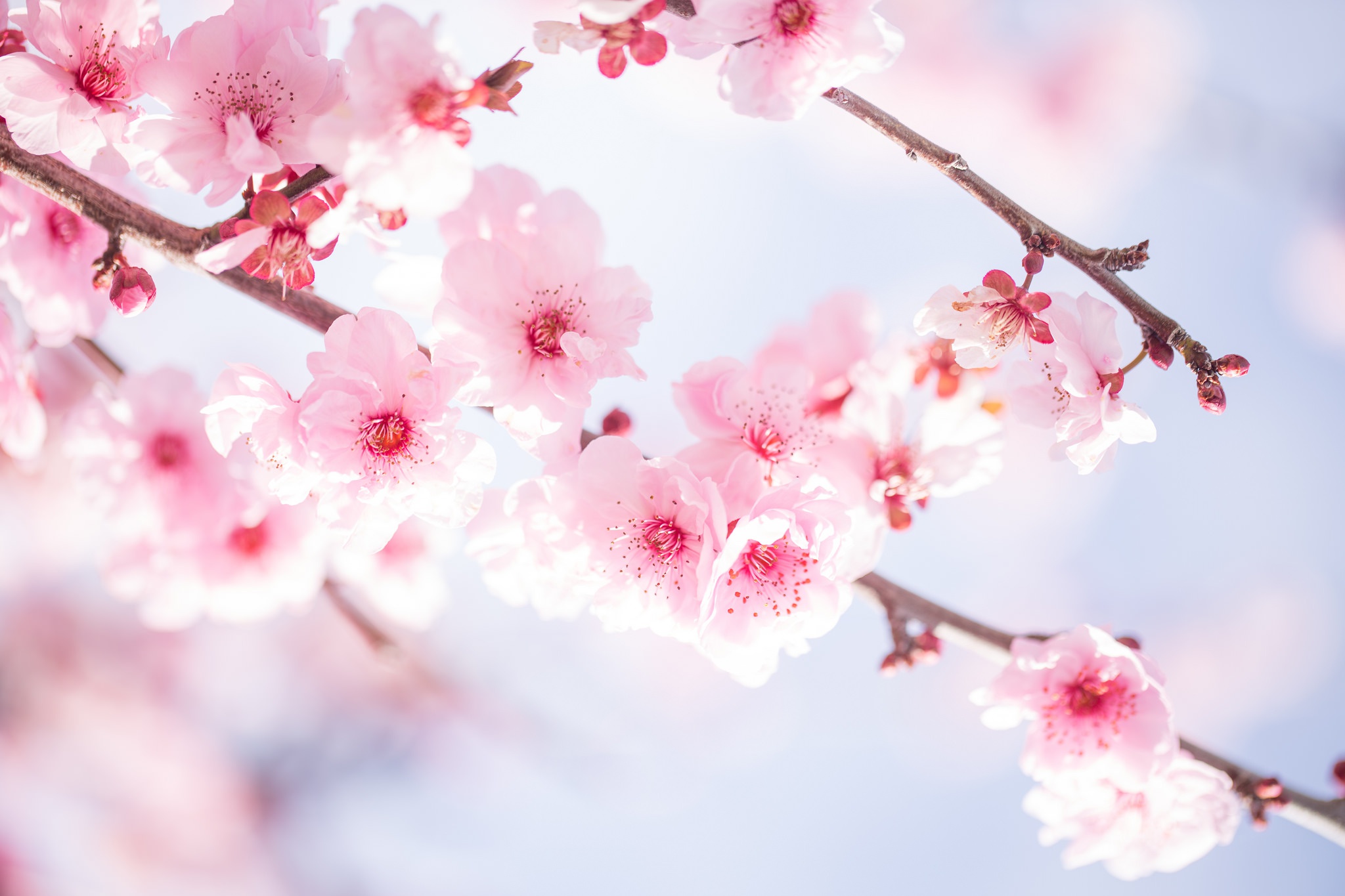 Download mobile wallpaper Nature, Flowers, Flower, Branch, Earth, Spring, Blossom, Pink Flower for free.