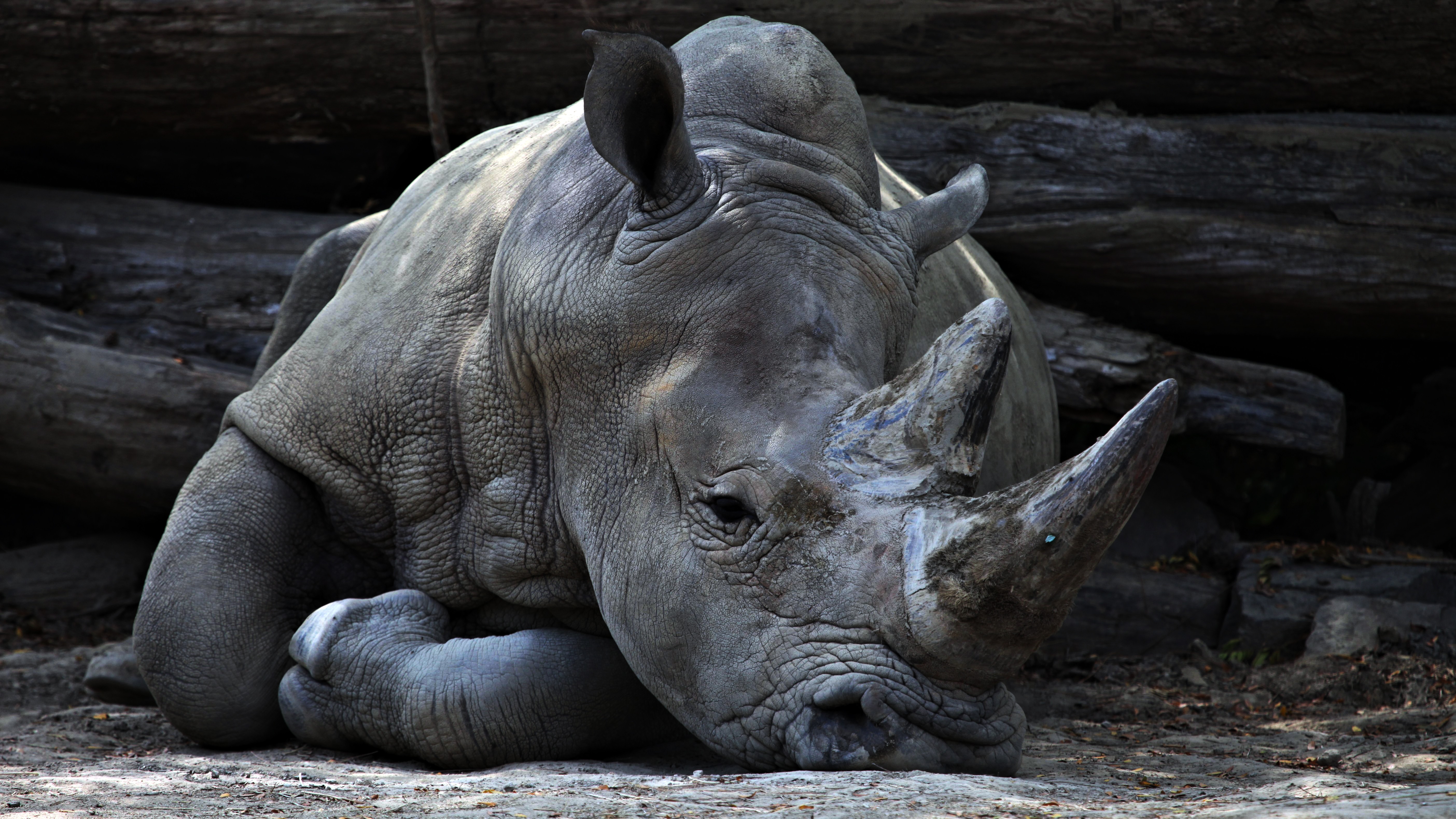 animals, lies, rhinoceros, horn
