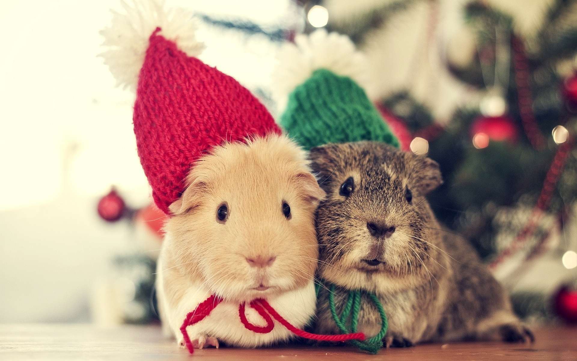 guinea pig, animal, christmas, hat