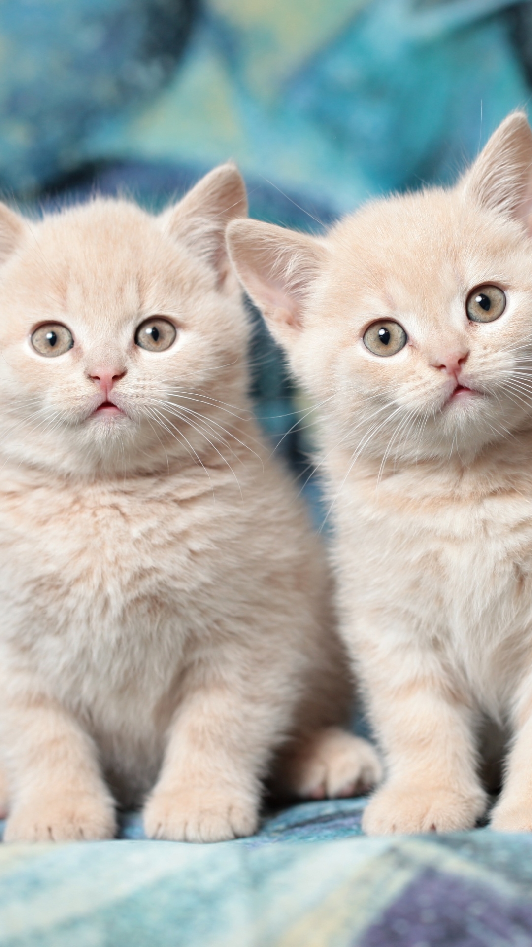 Download mobile wallpaper Cats, Cat, Kitten, Animal, Baby Animal, Stare for free.