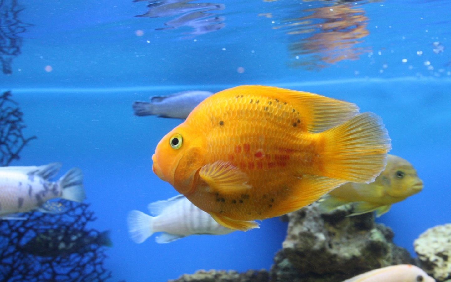 35501 télécharger l'image poissons, animaux, aquariums, bleu - fonds d'écran et économiseurs d'écran gratuits