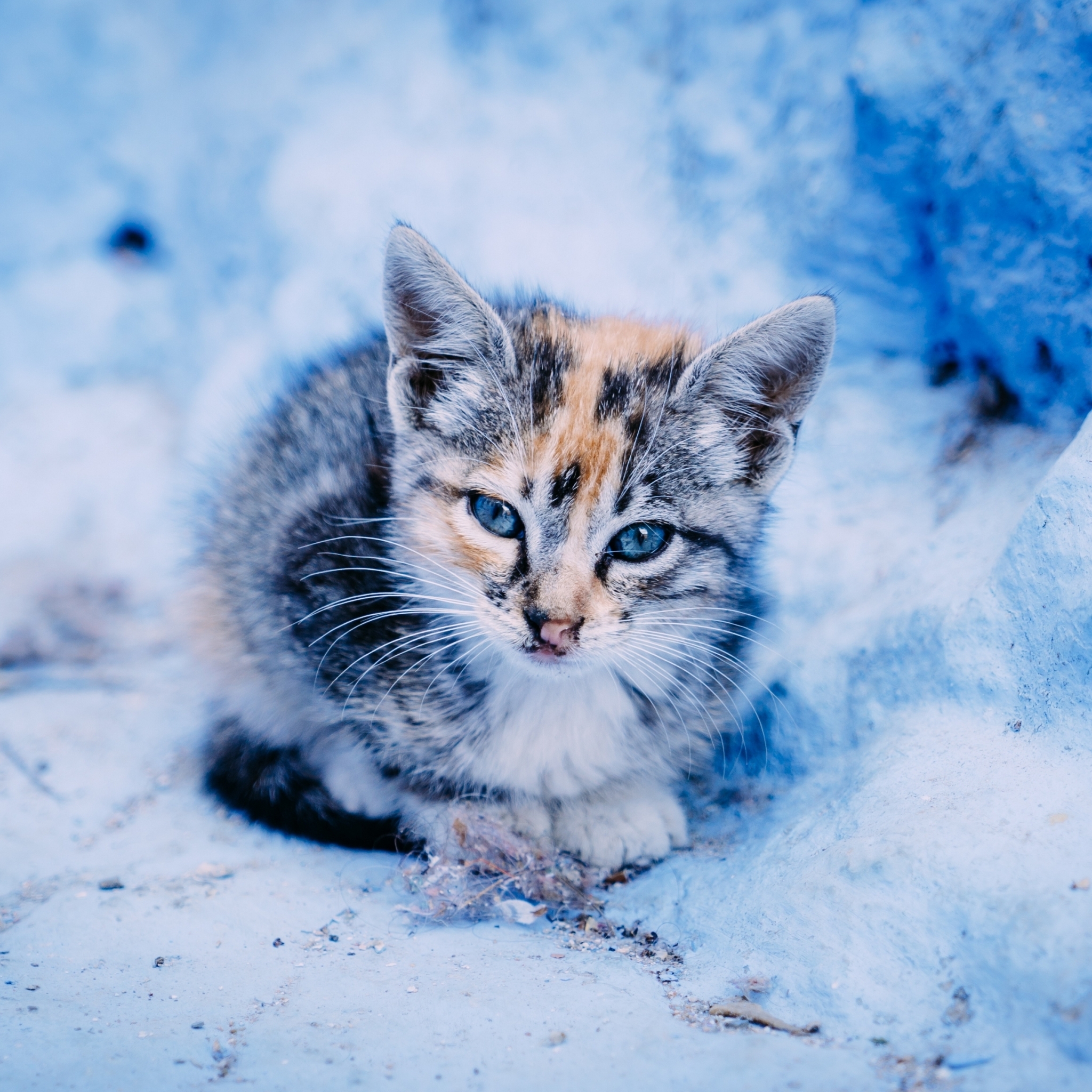 Baixe gratuitamente a imagem Animais, Gatos, Gato, Gatinho na área de trabalho do seu PC