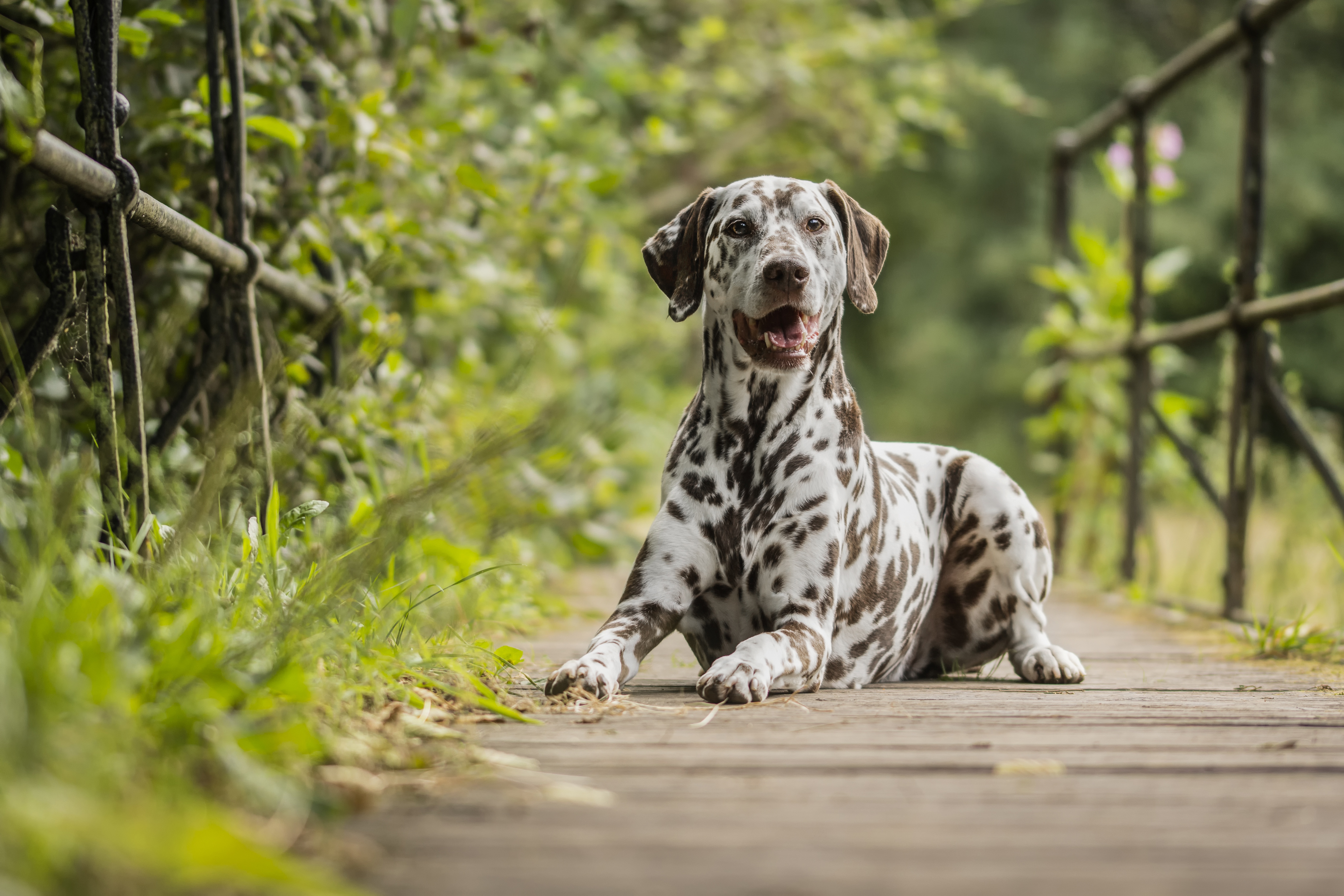 Download mobile wallpaper Dogs, Dog, Animal, Dalmatian, Stare for free.