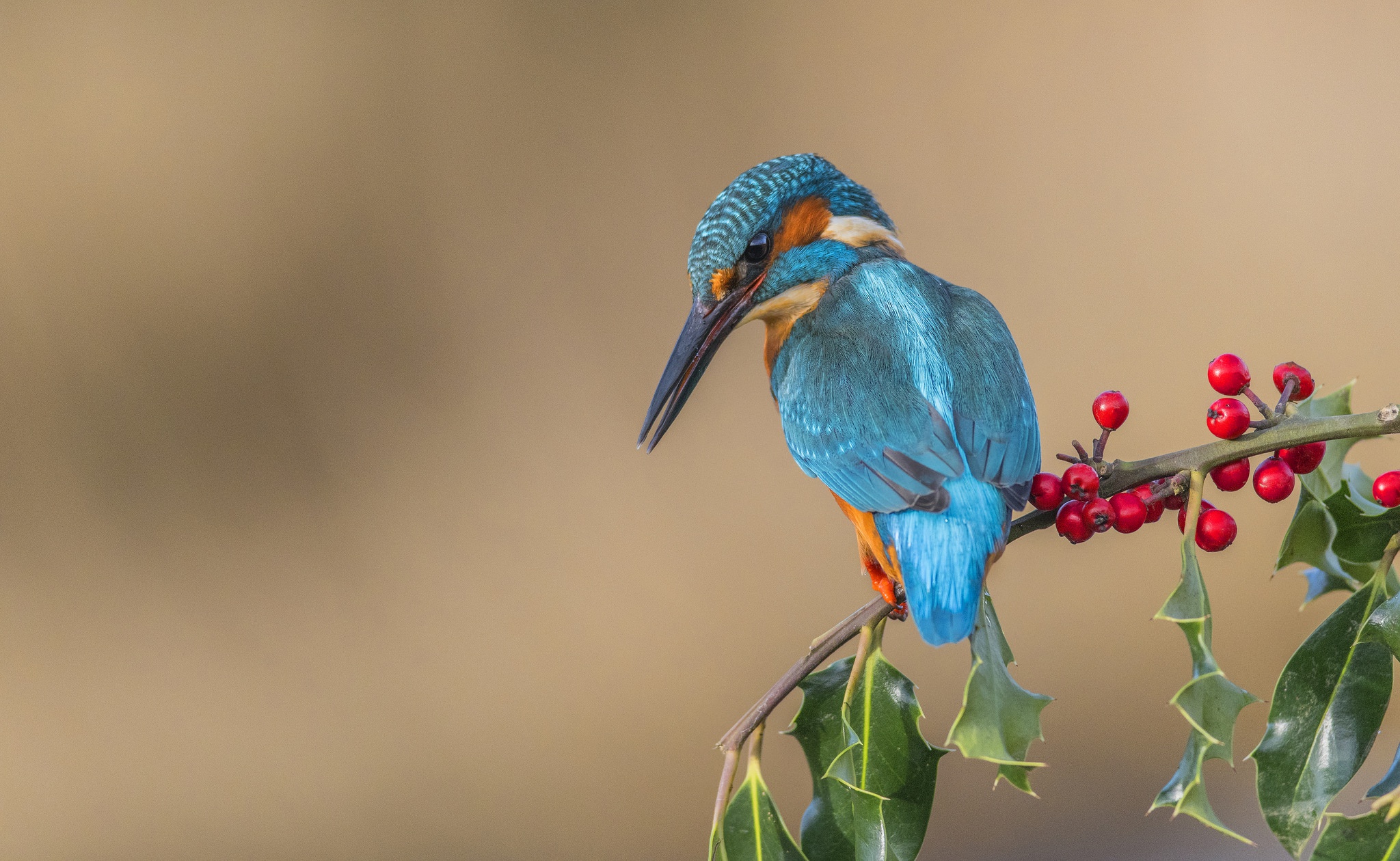 Download mobile wallpaper Birds, Bird, Berry, Animal, Kingfisher for free.