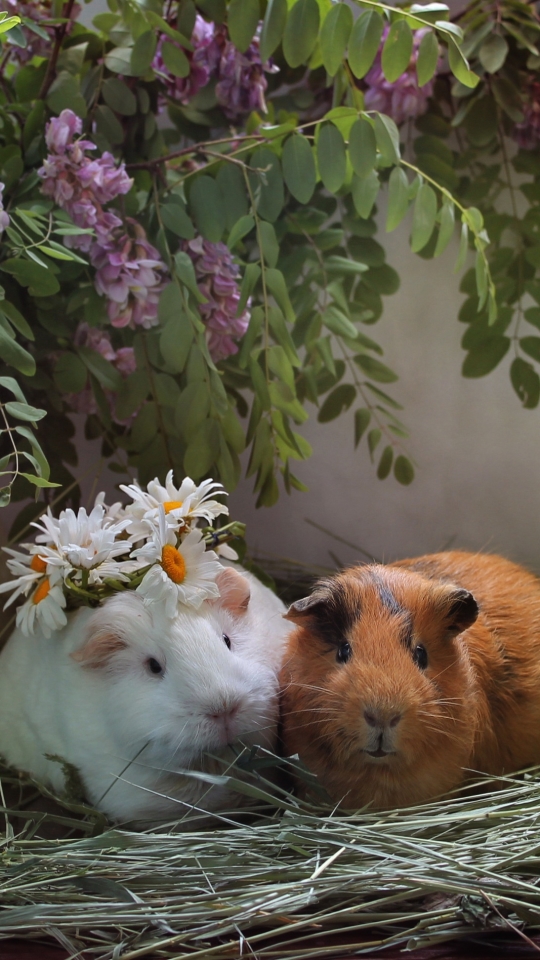 Download mobile wallpaper Flower, Couple, Animal, Guinea Pig, Rodent for free.