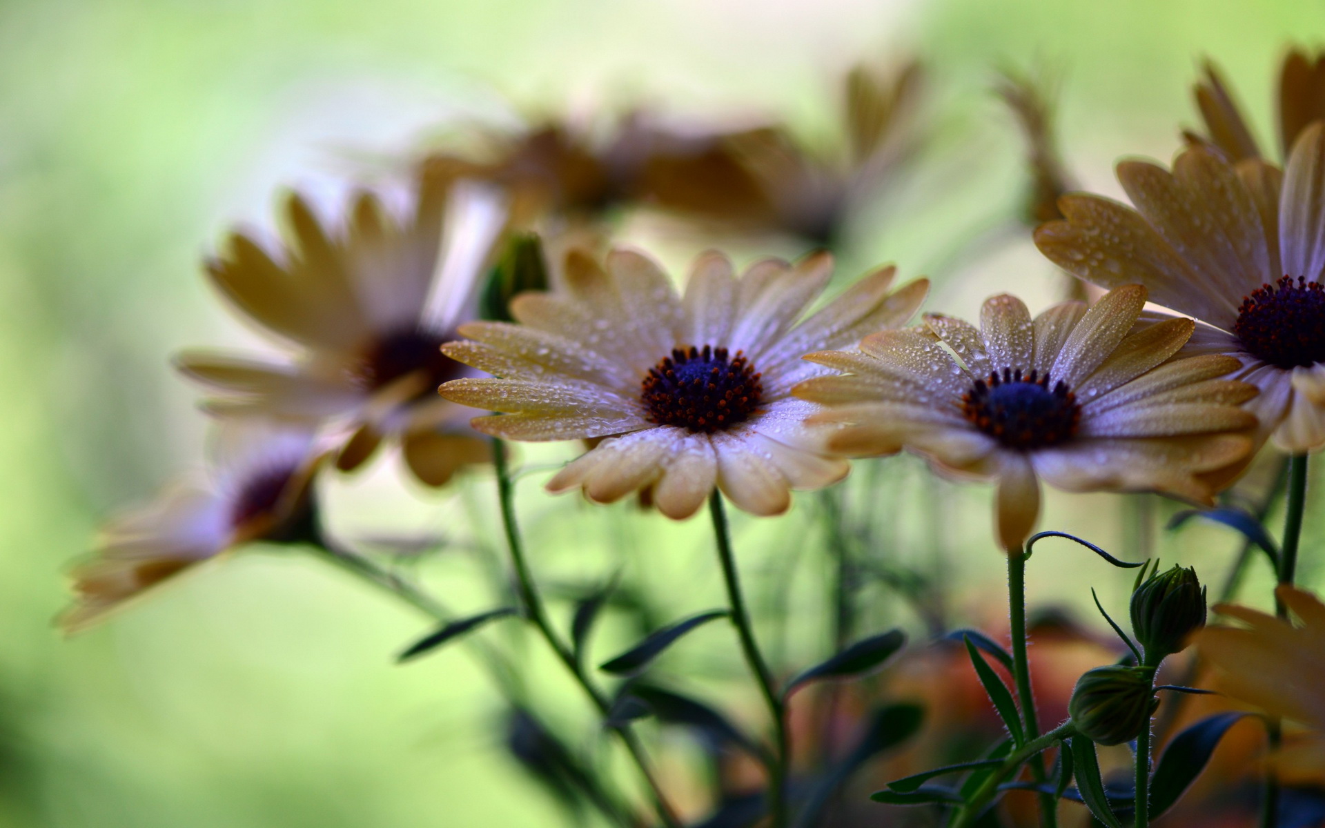 Descarga gratuita de fondo de pantalla para móvil de Flores, Flor, Tierra/naturaleza.