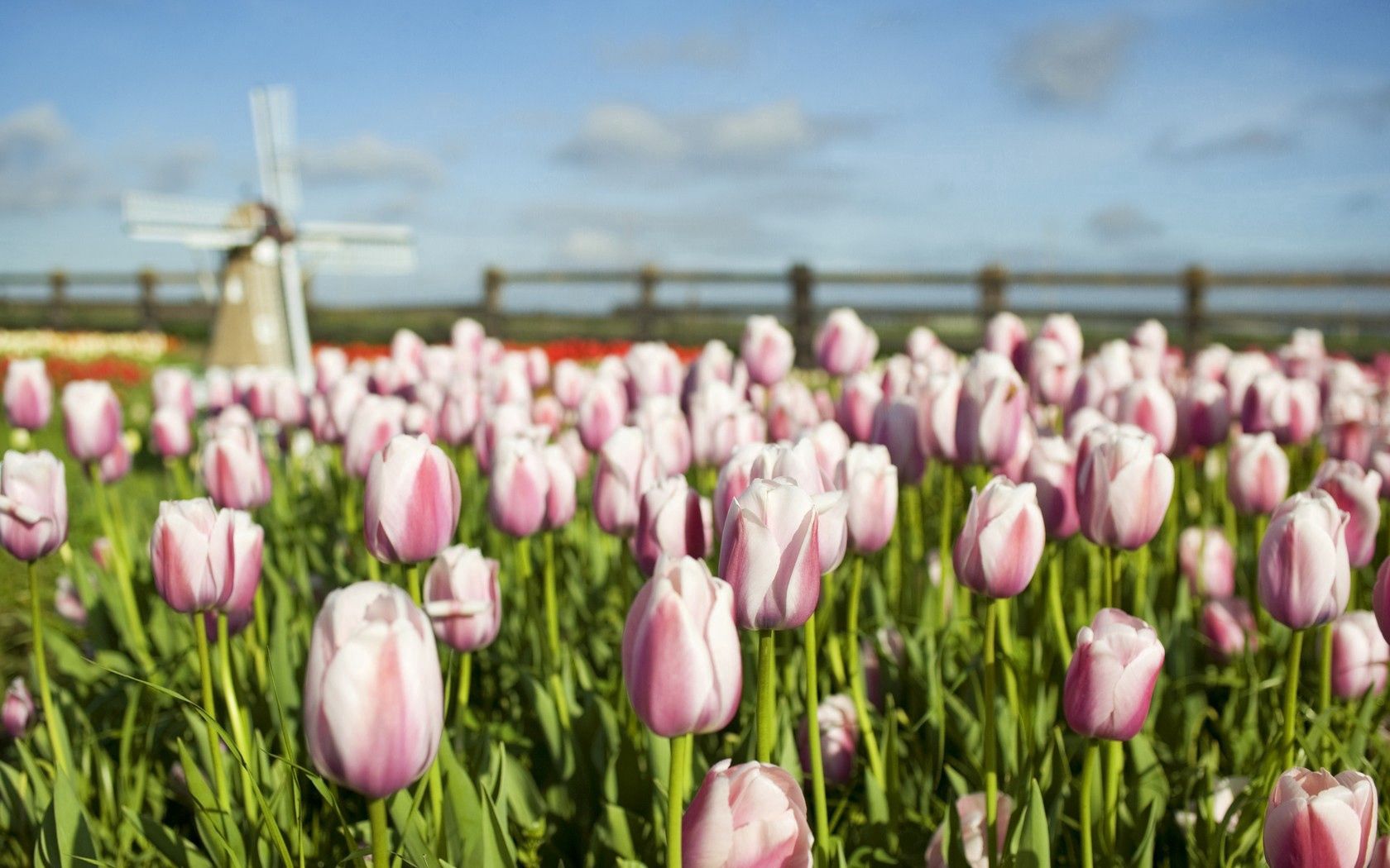 tulips, flowers, sky, greens, field, fencing, enclosure, mill