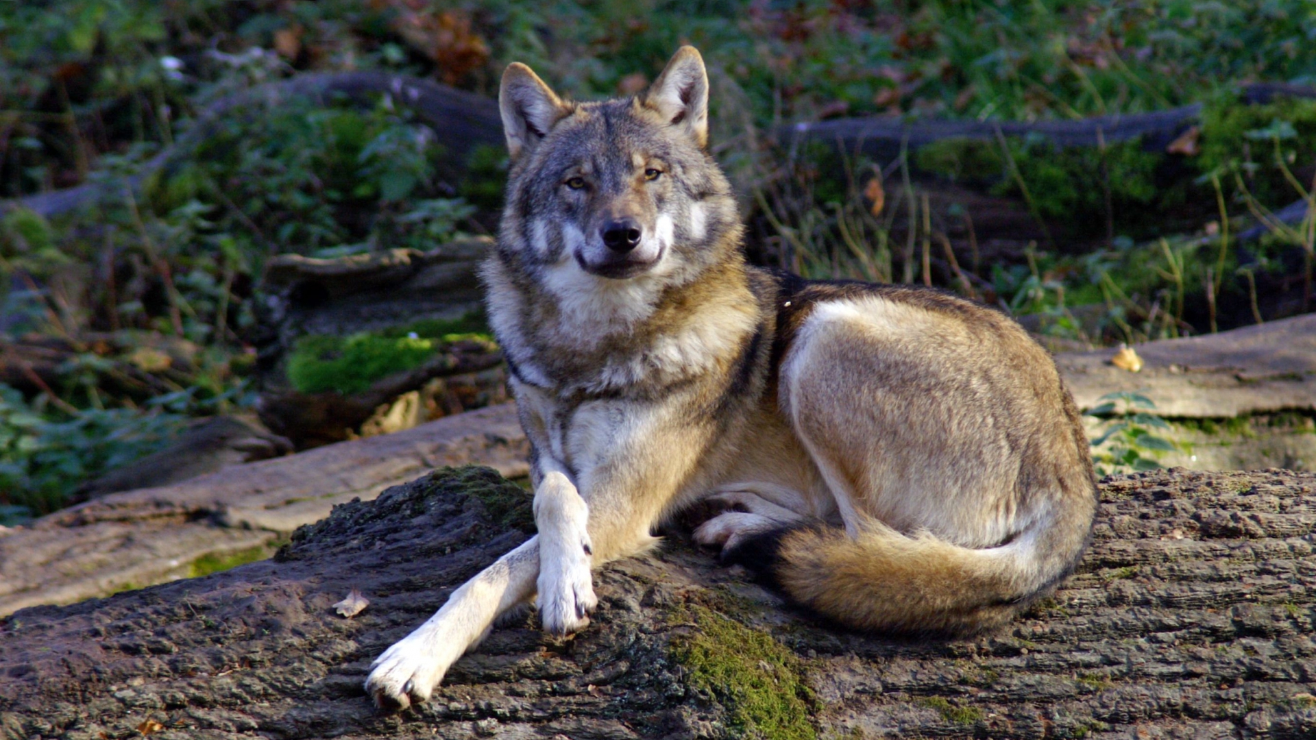 310005 скачать обои волки, волк, животные - заставки и картинки бесплатно