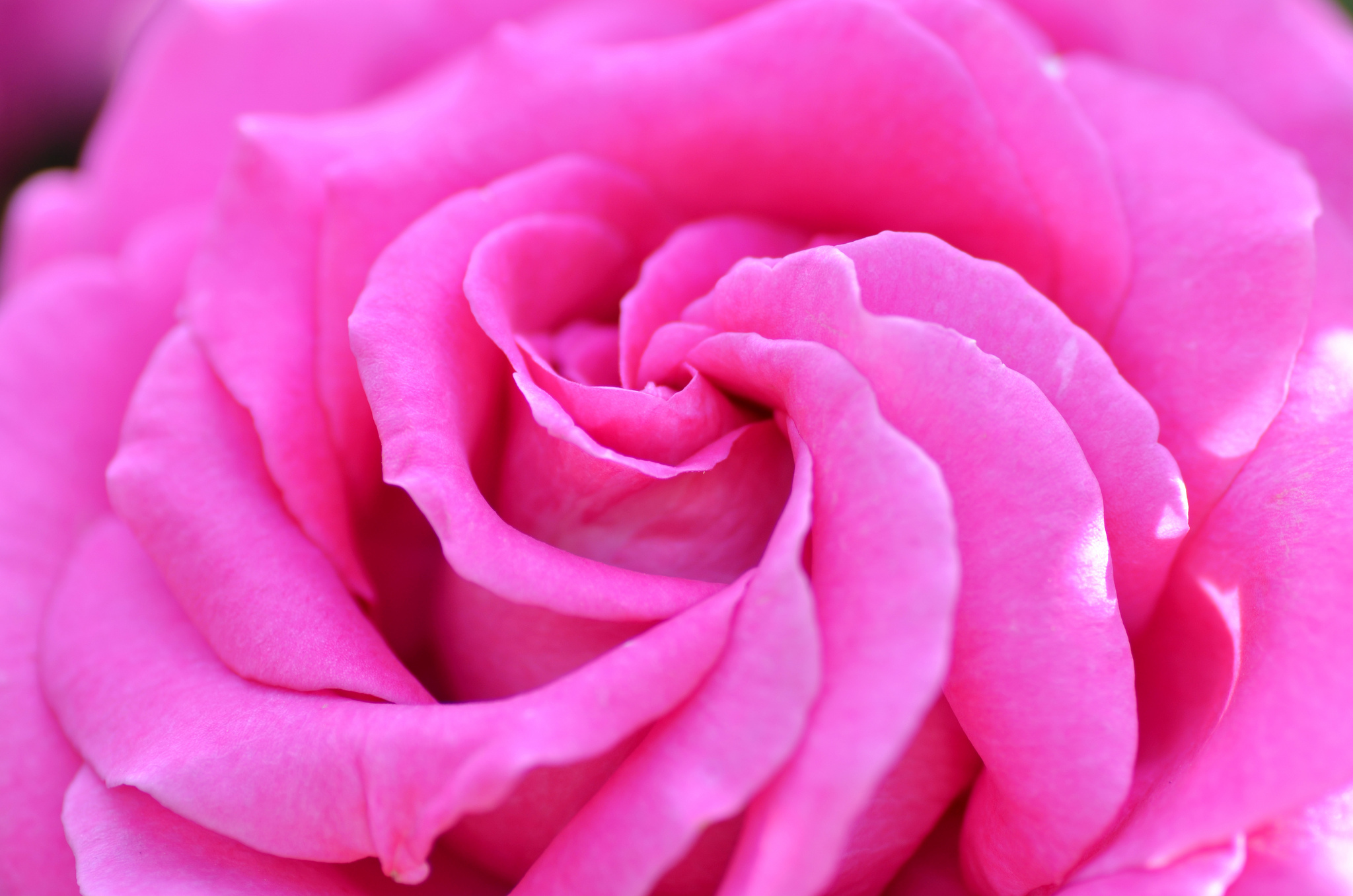 petals, macro, rose flower, rose, bud Desktop Wallpaper