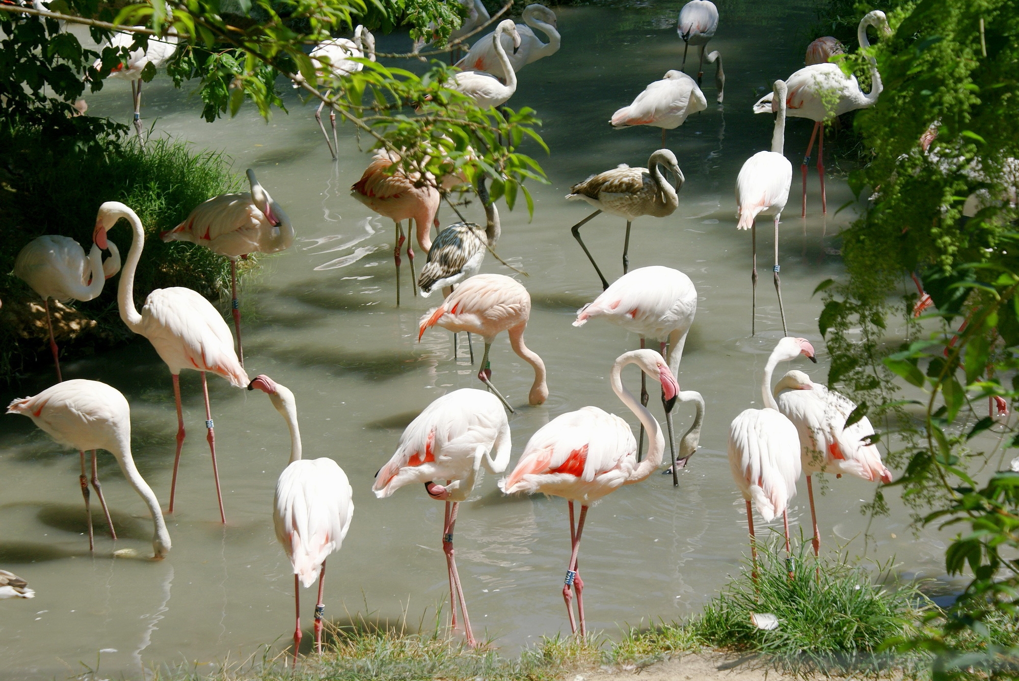 birds, animals, water, flamingo, shore, bank, lots of, multitude