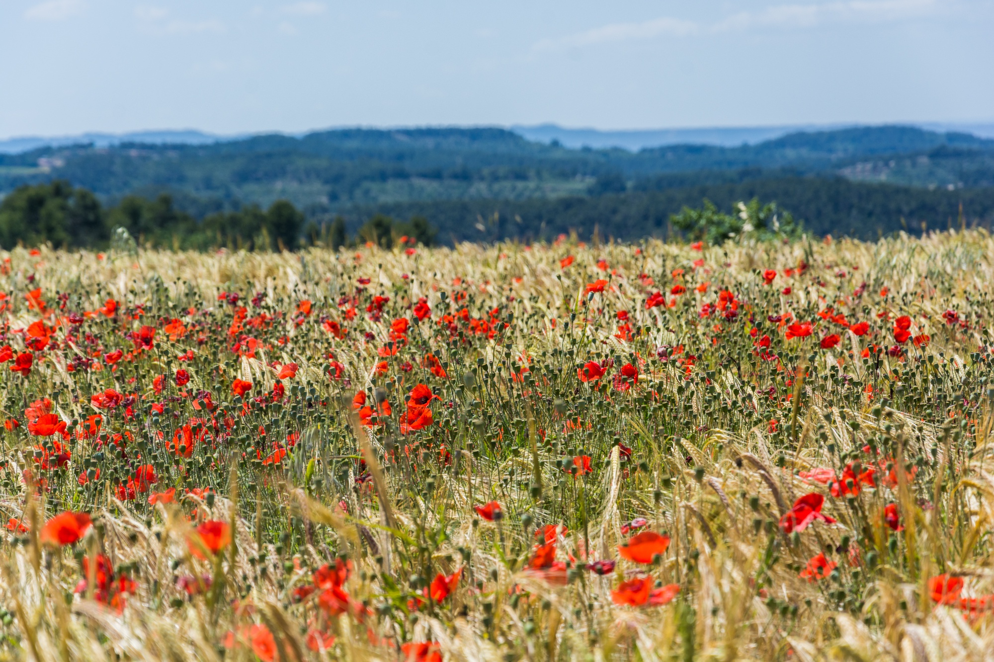 Download mobile wallpaper Nature, Summer, Wheat, Flower, Earth, Field, Poppy, Red Flower, Depth Of Field for free.