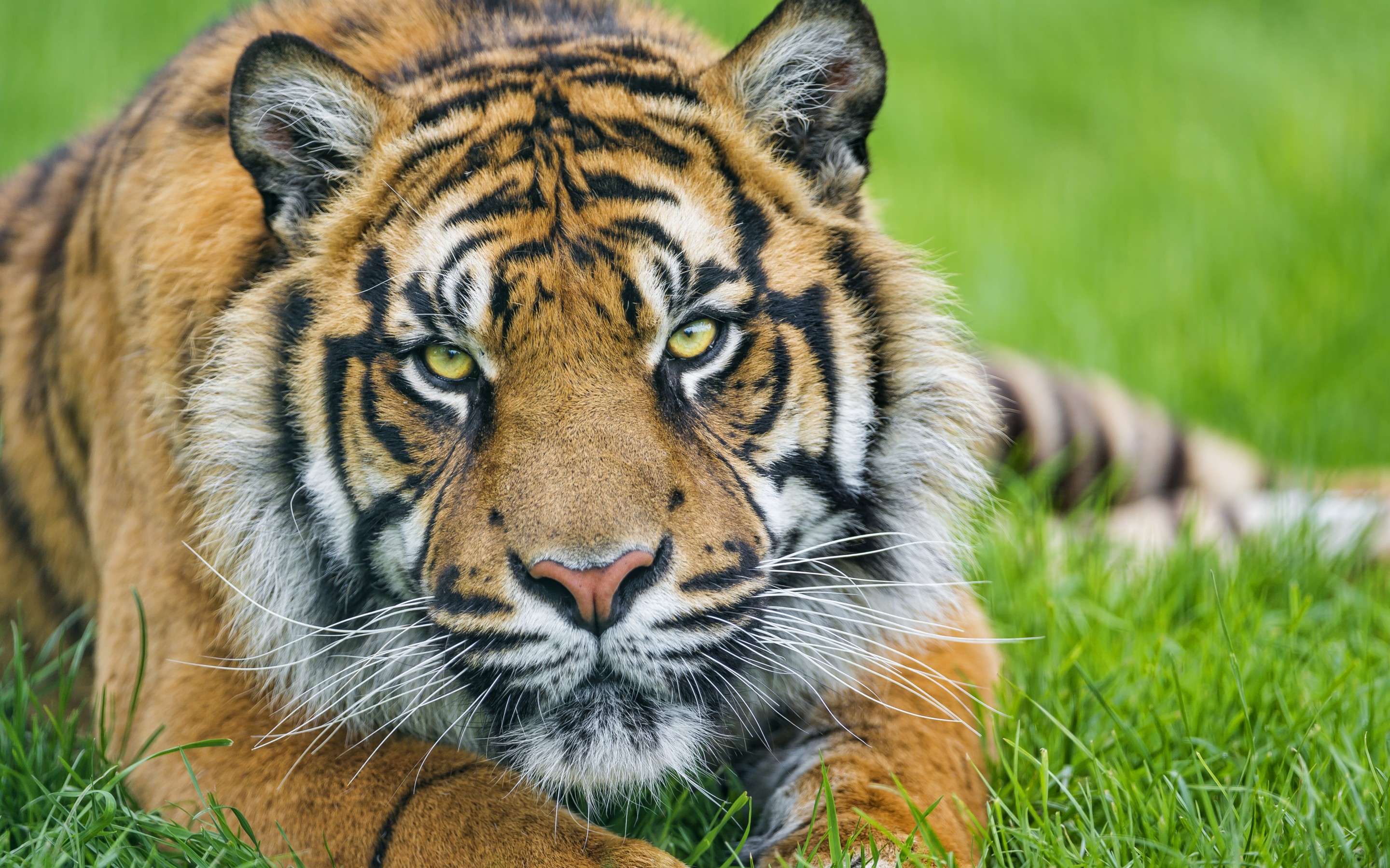 Téléchargez gratuitement l'image Animaux, Chats, Tigre sur le bureau de votre PC