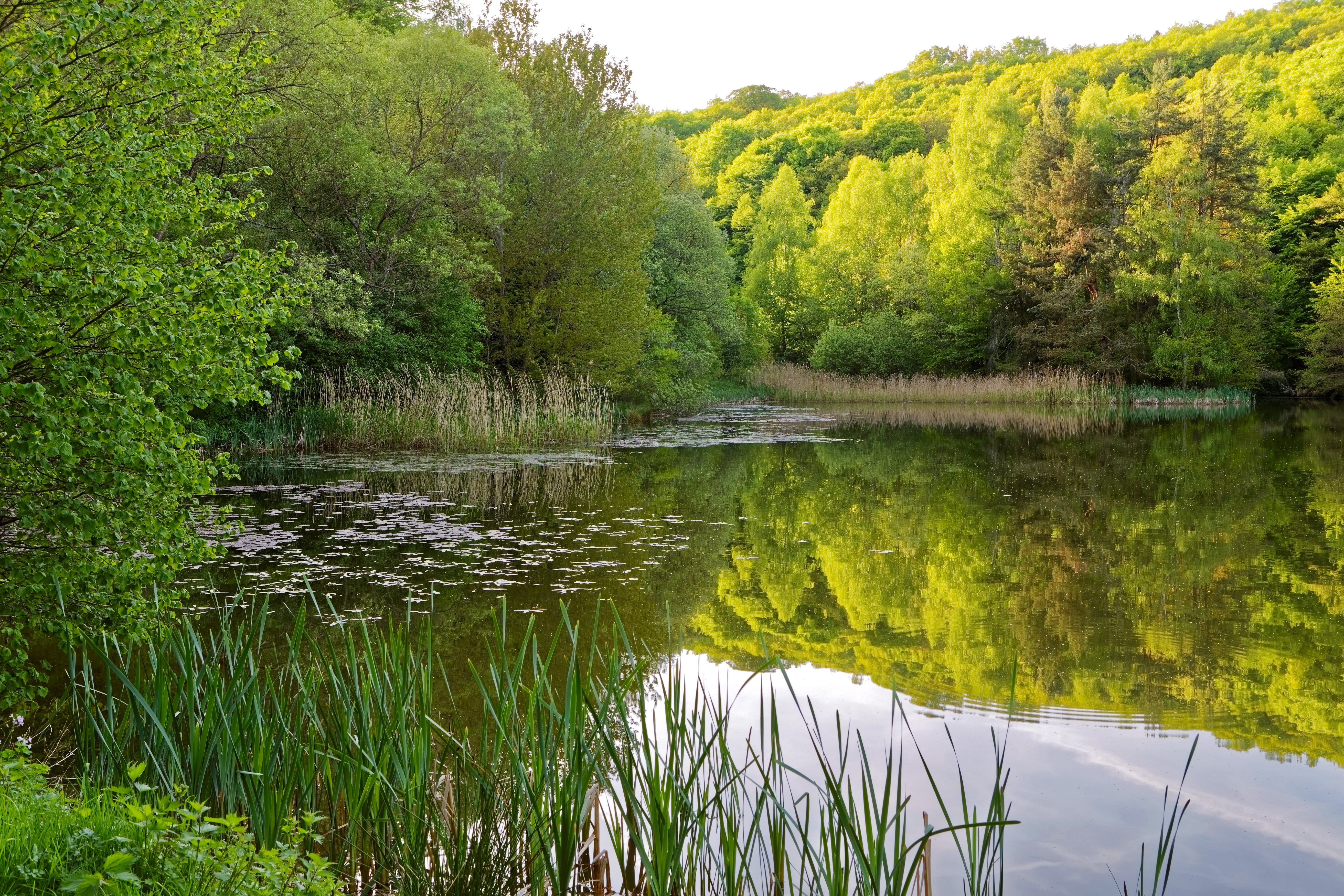 Laden Sie das Natur, Seen, See, Wald, Teich, Erde/natur, Spiegelung-Bild kostenlos auf Ihren PC-Desktop herunter